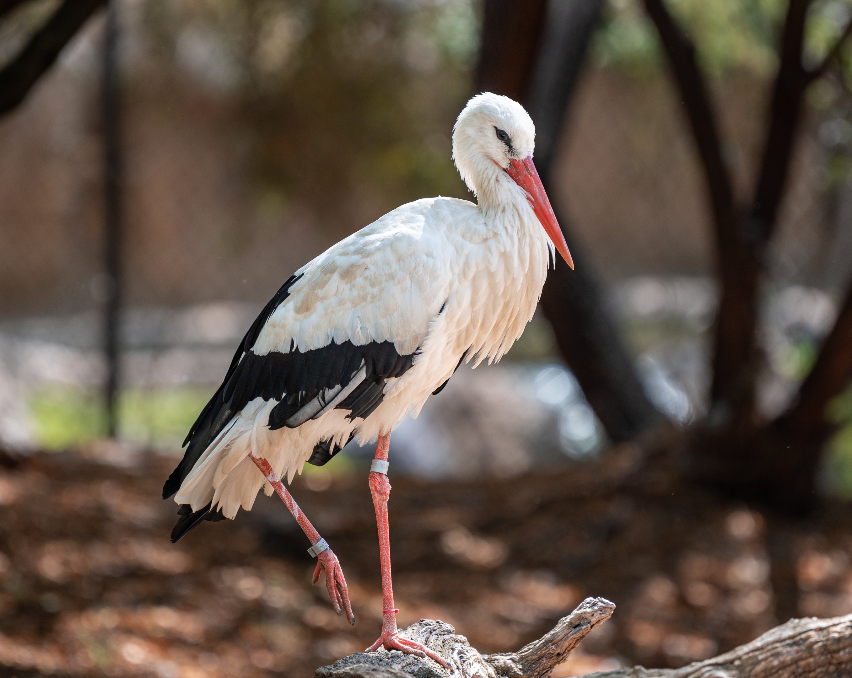 White Stork