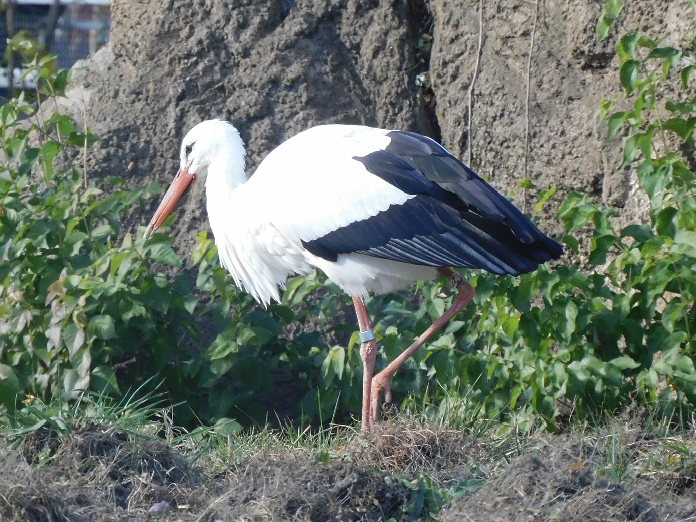 White stork