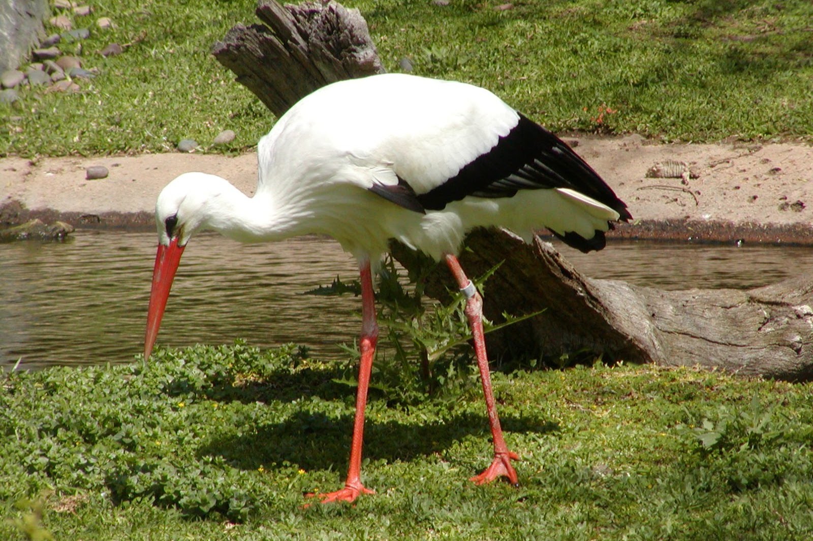White Stork