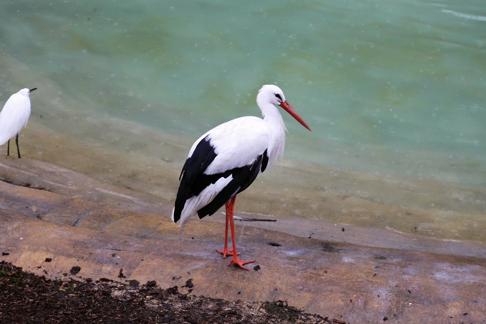 White Stork