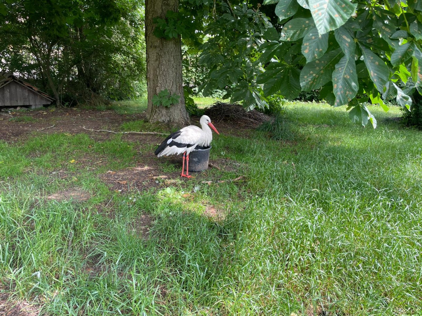 White Stork