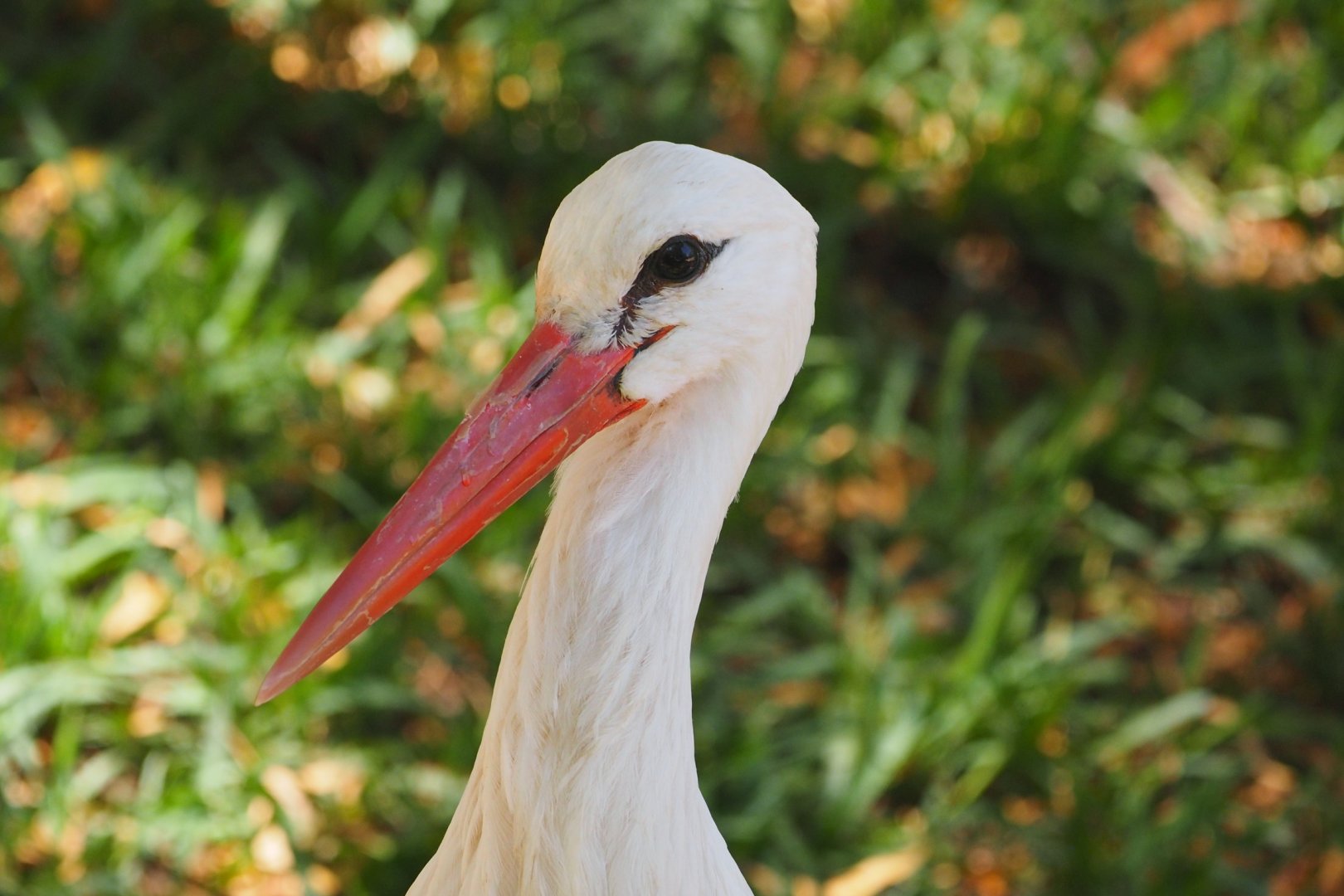 White stork