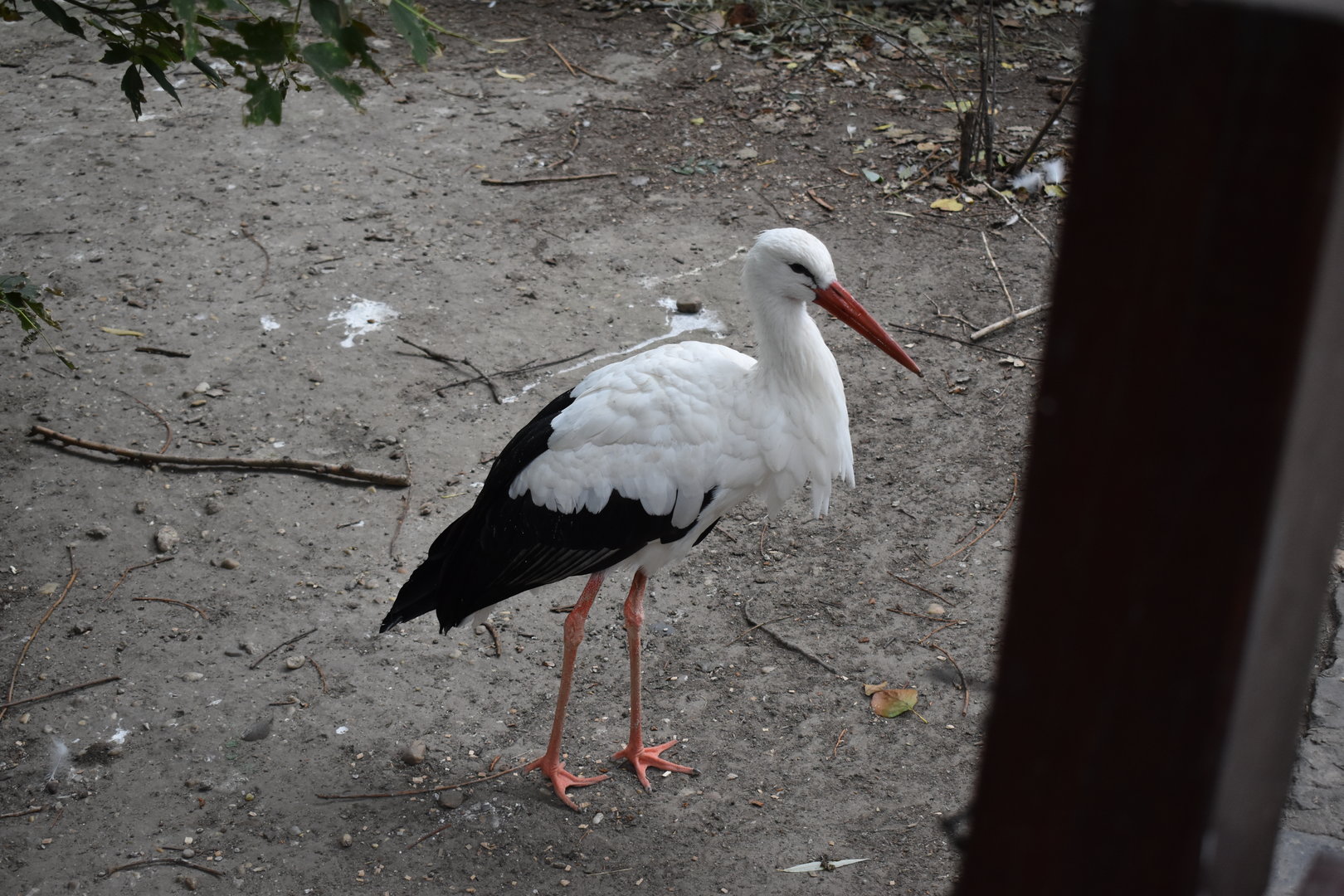 White stork