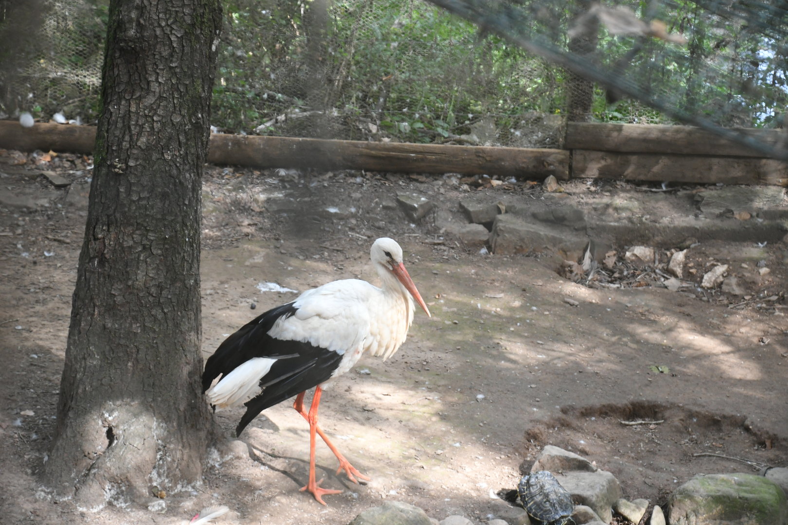 White Stork