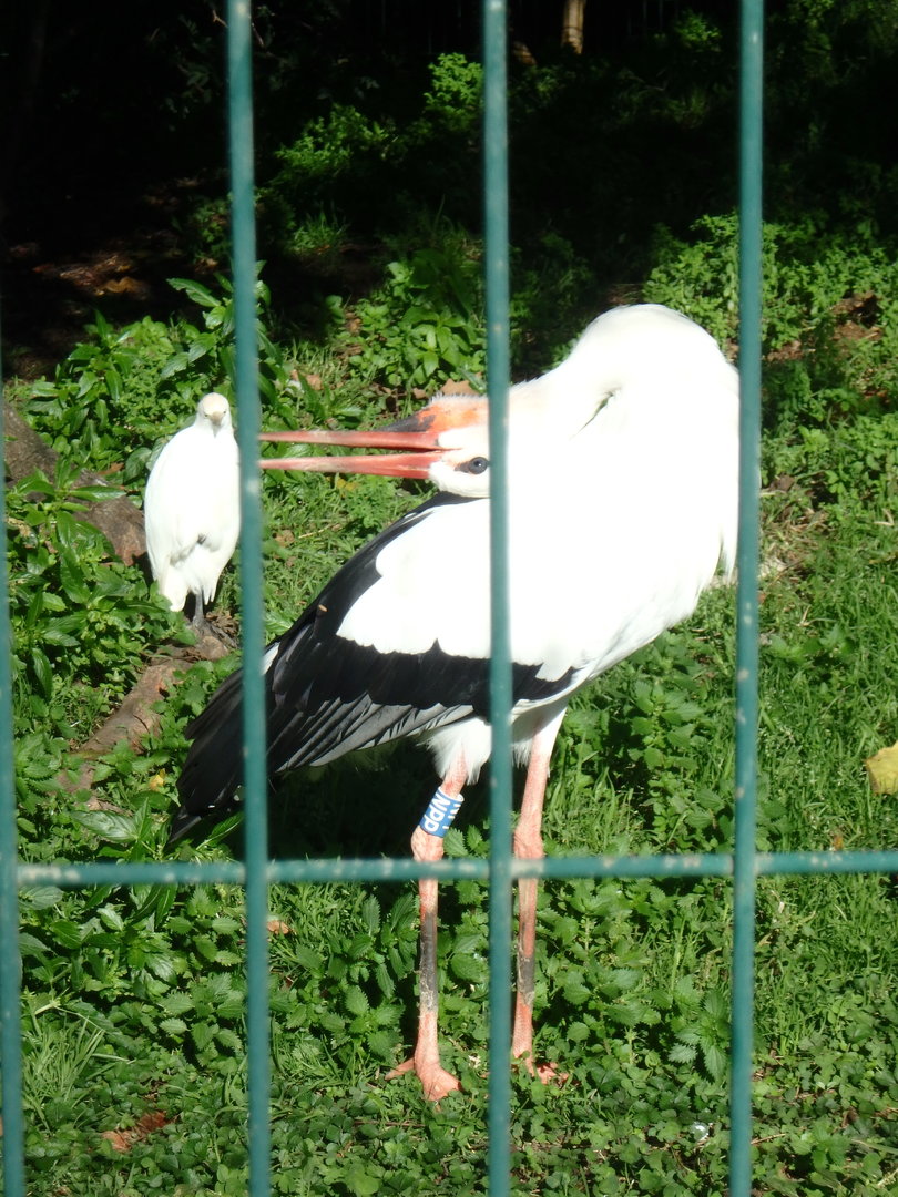 White stork