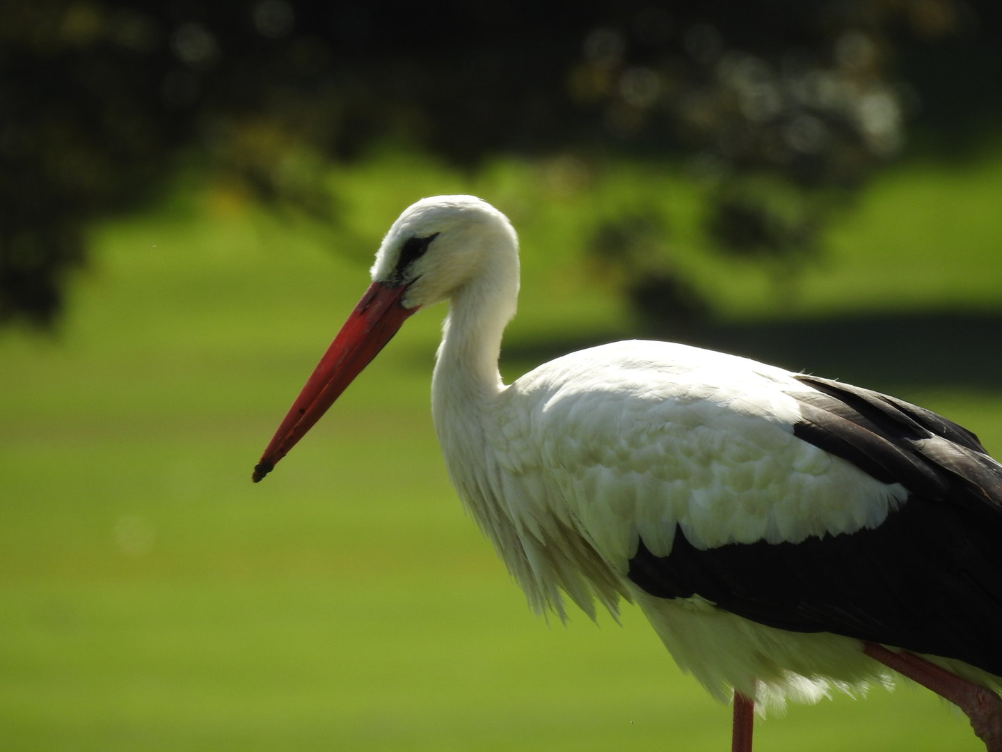 White Stork