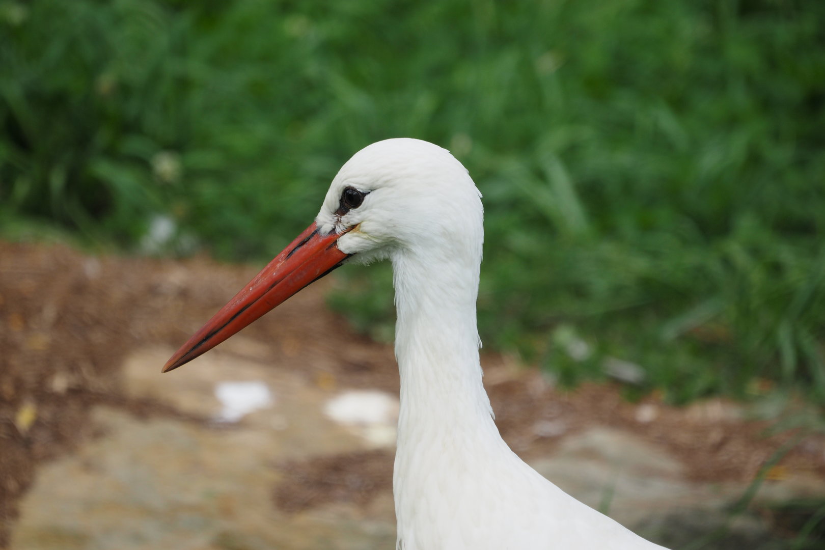White Stork