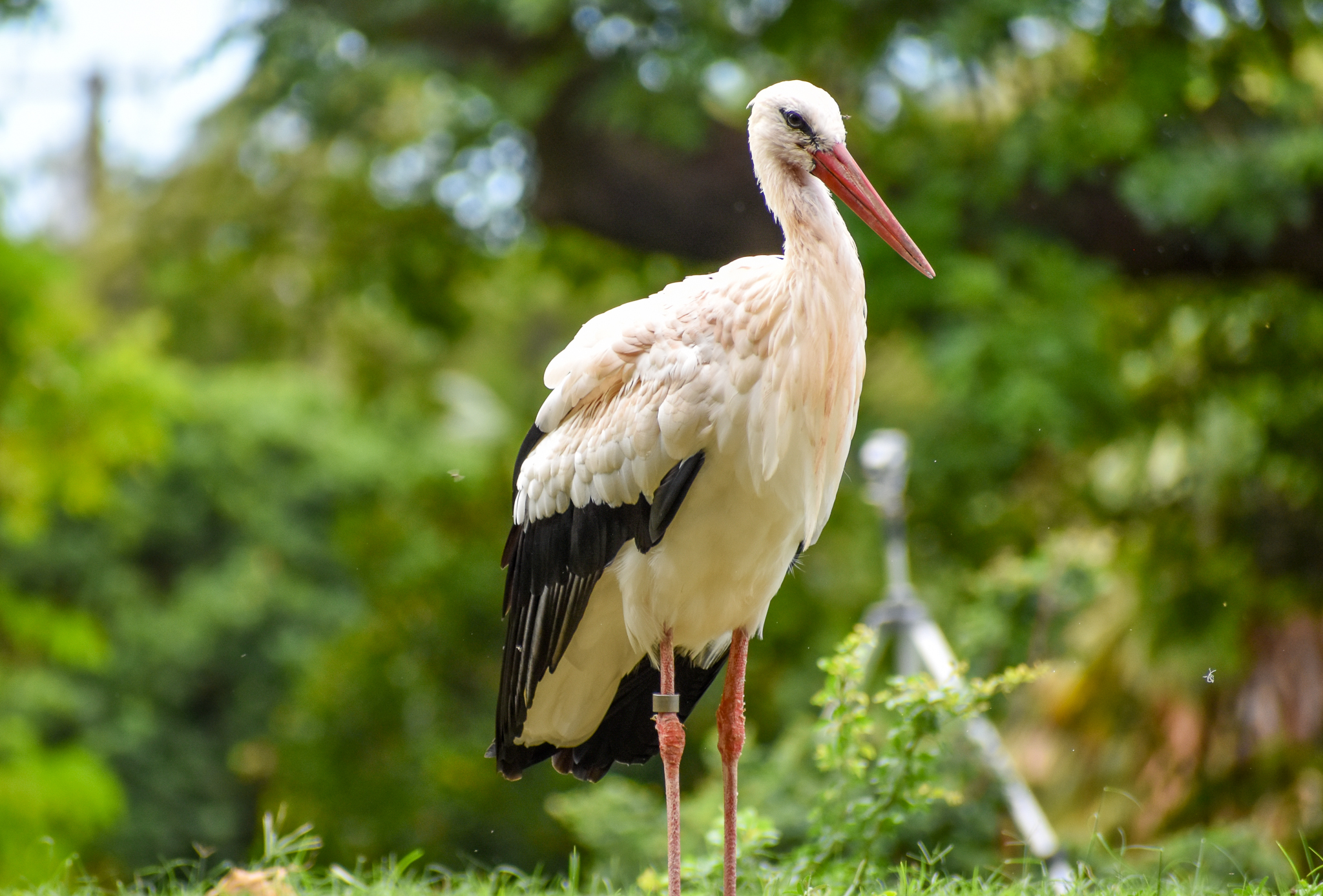 White Stork