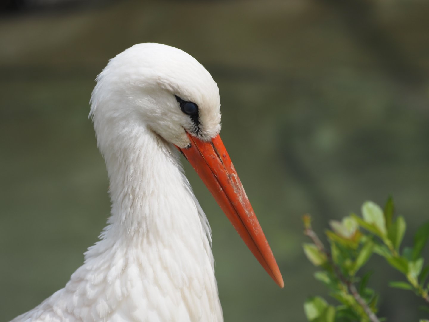 White Stork
