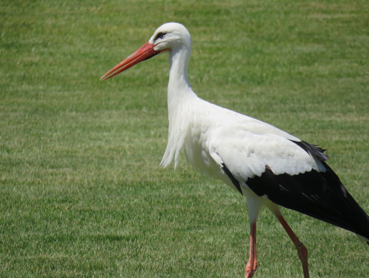 White stork