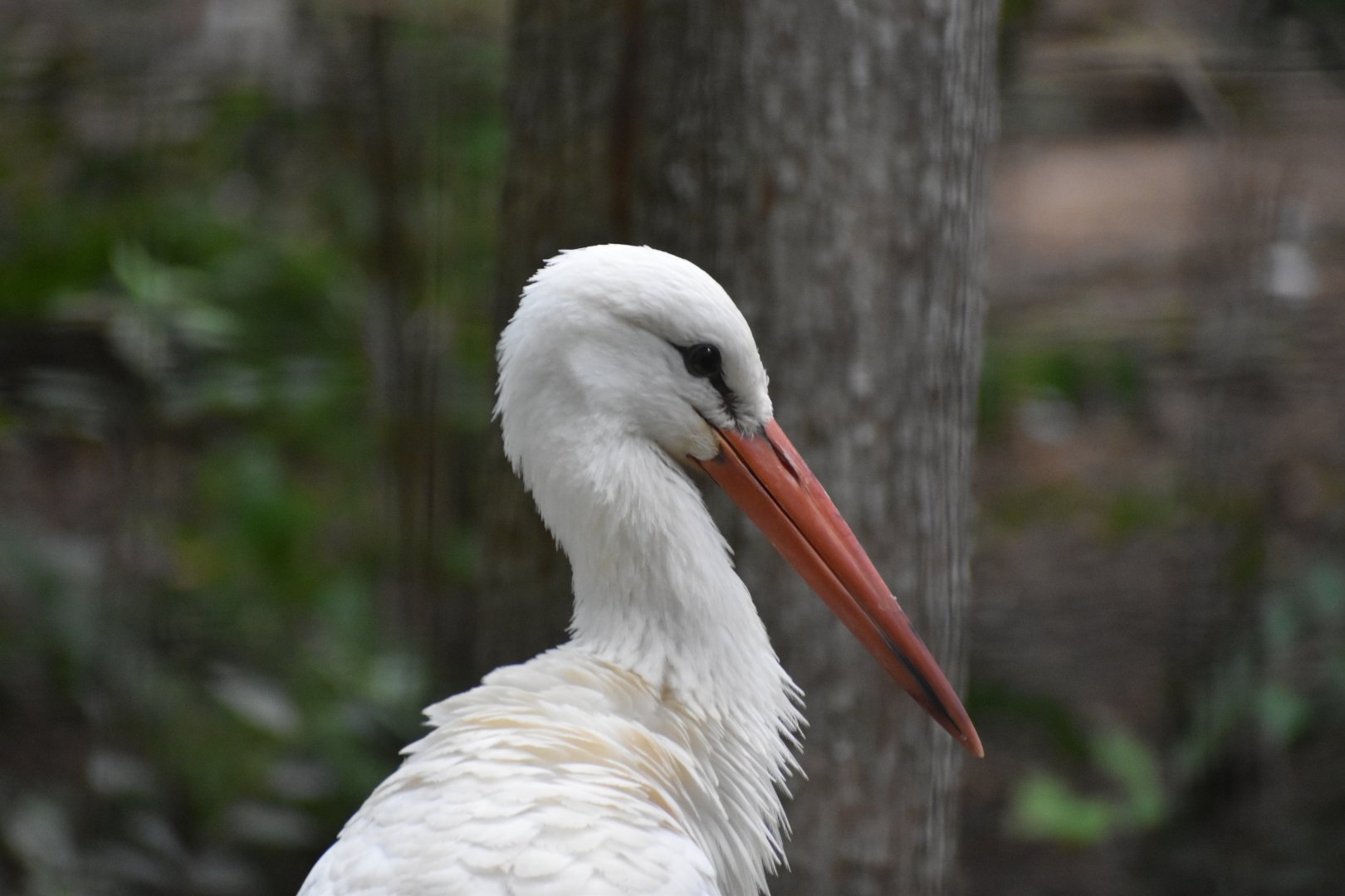 White Stork