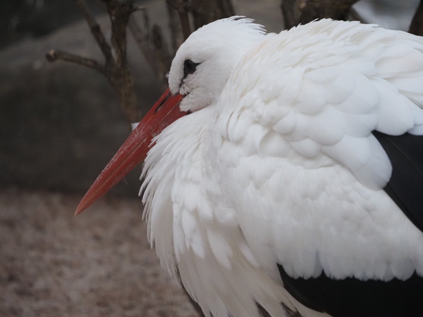 White Stork