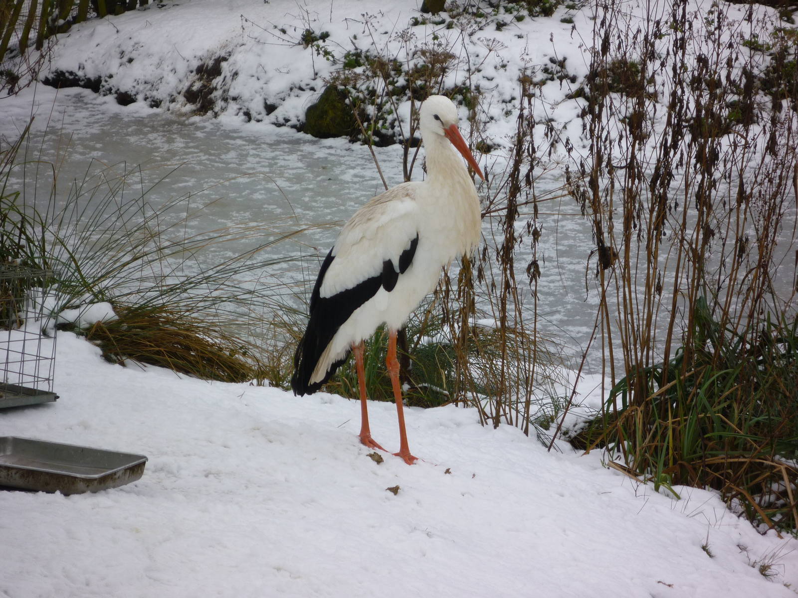 White Stork