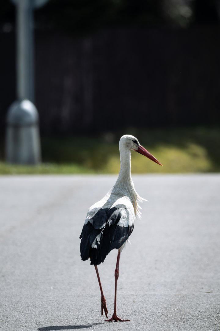 White stork