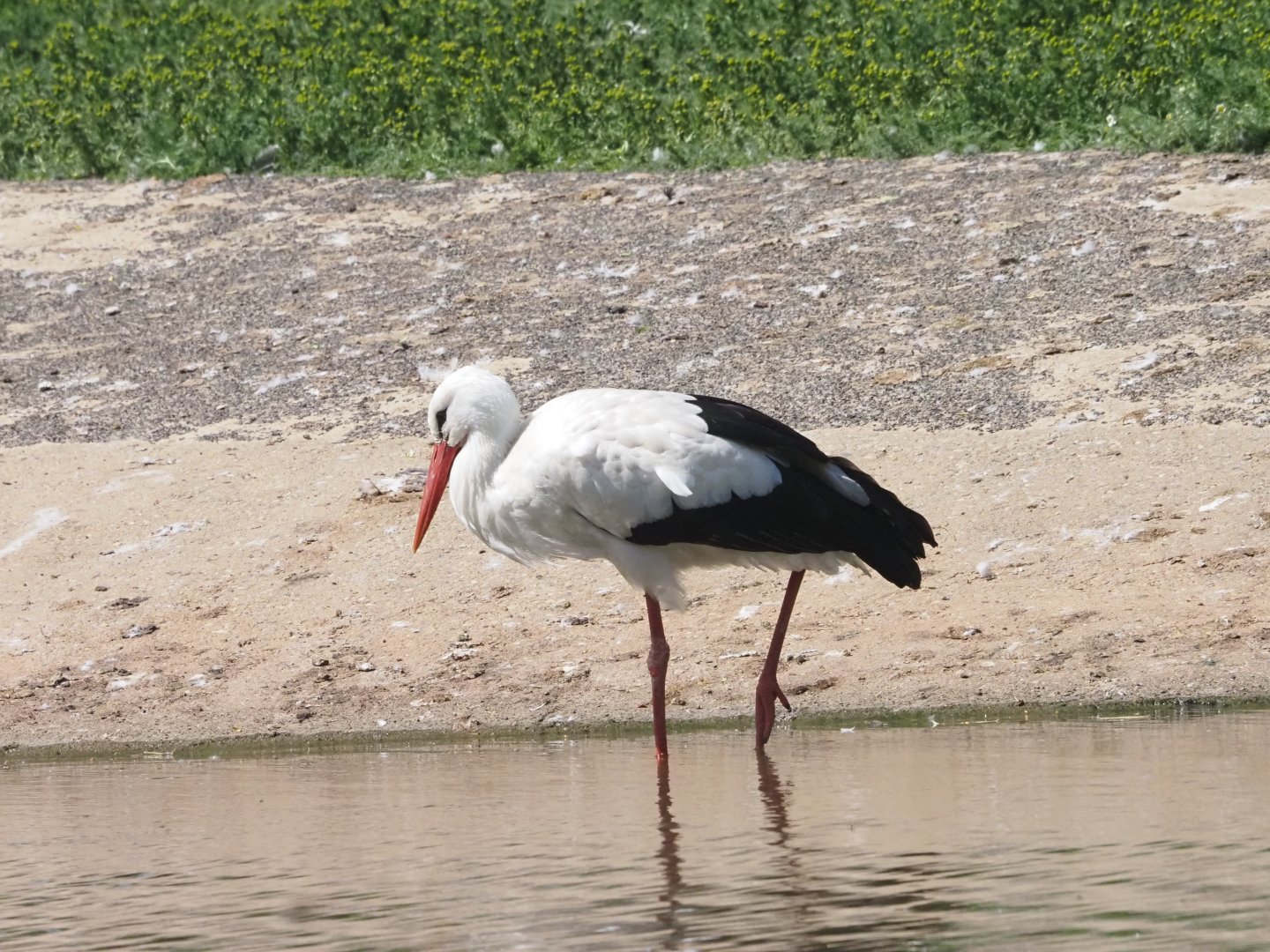 White Stork