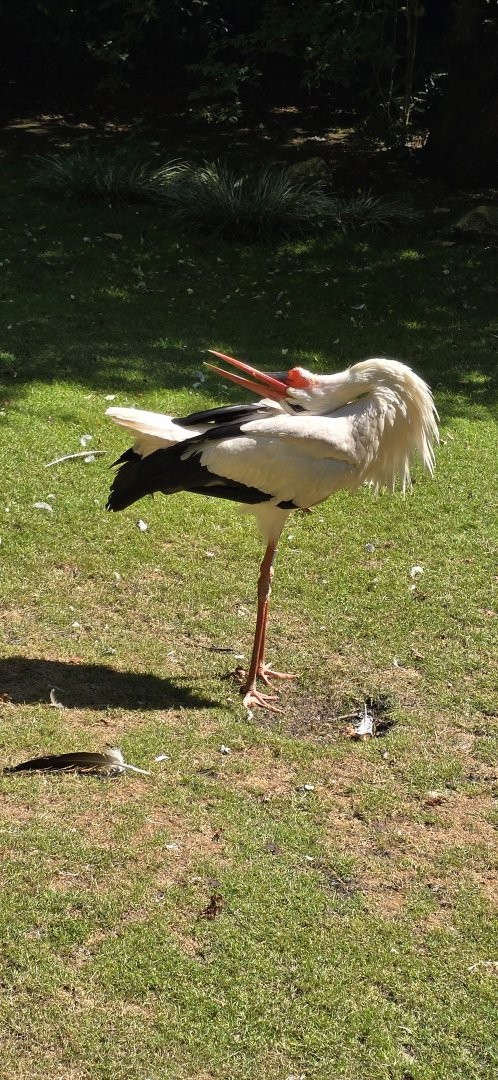 White stork