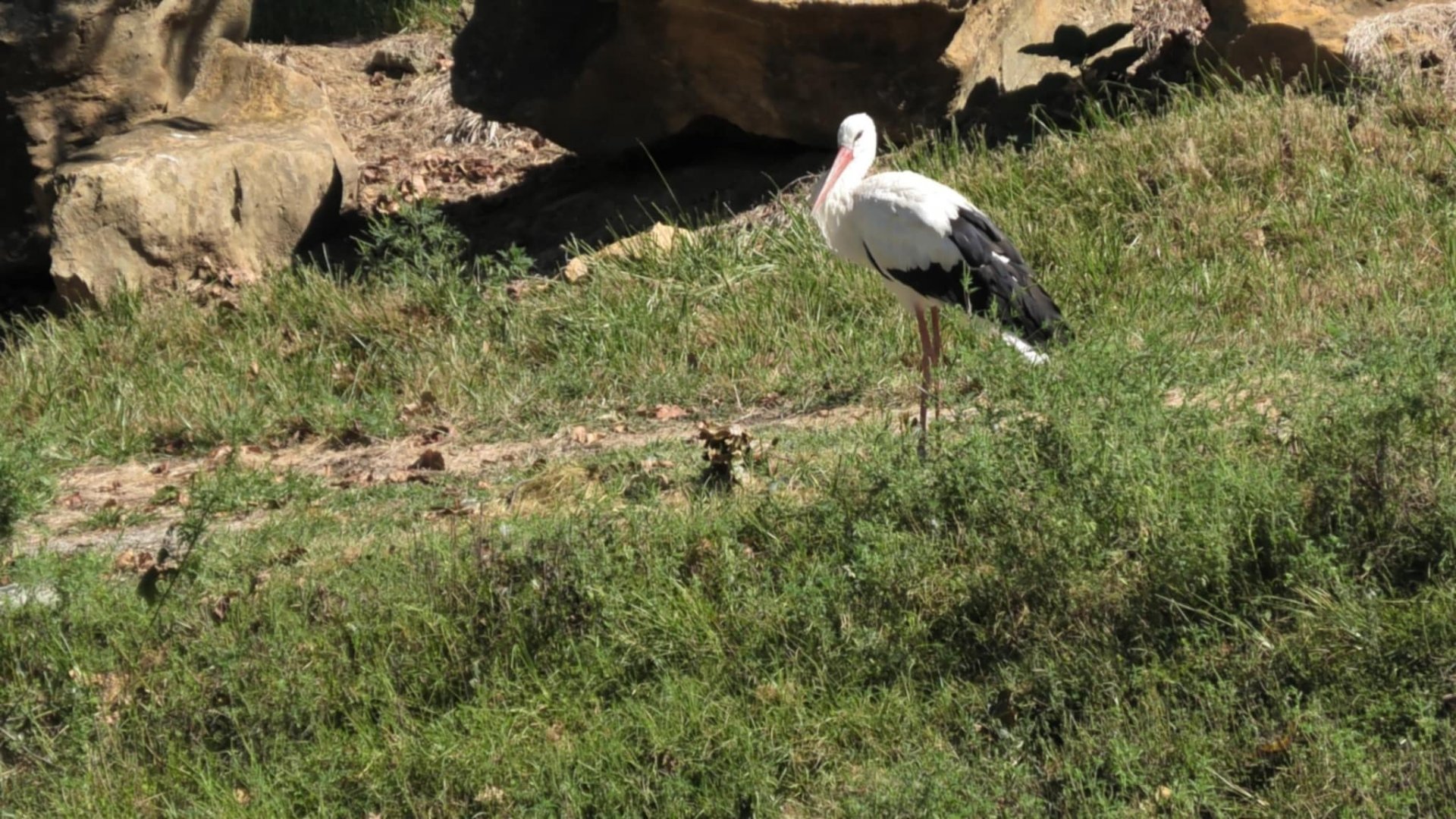 White stork