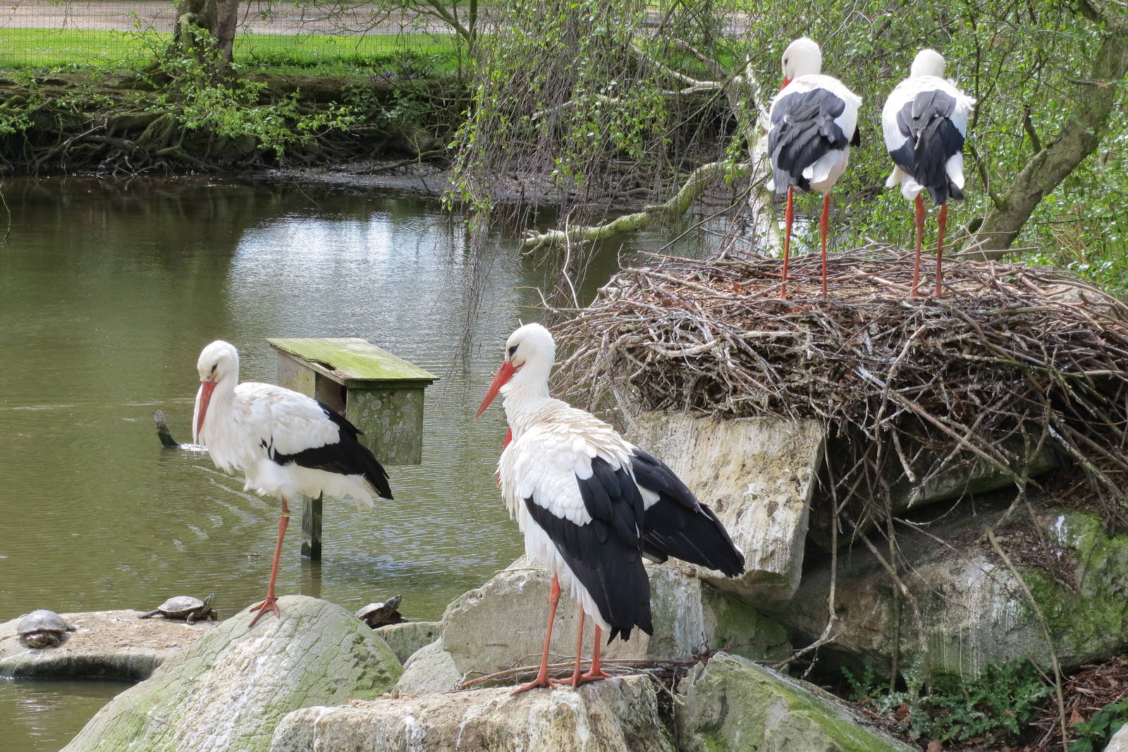 White Storks 060515