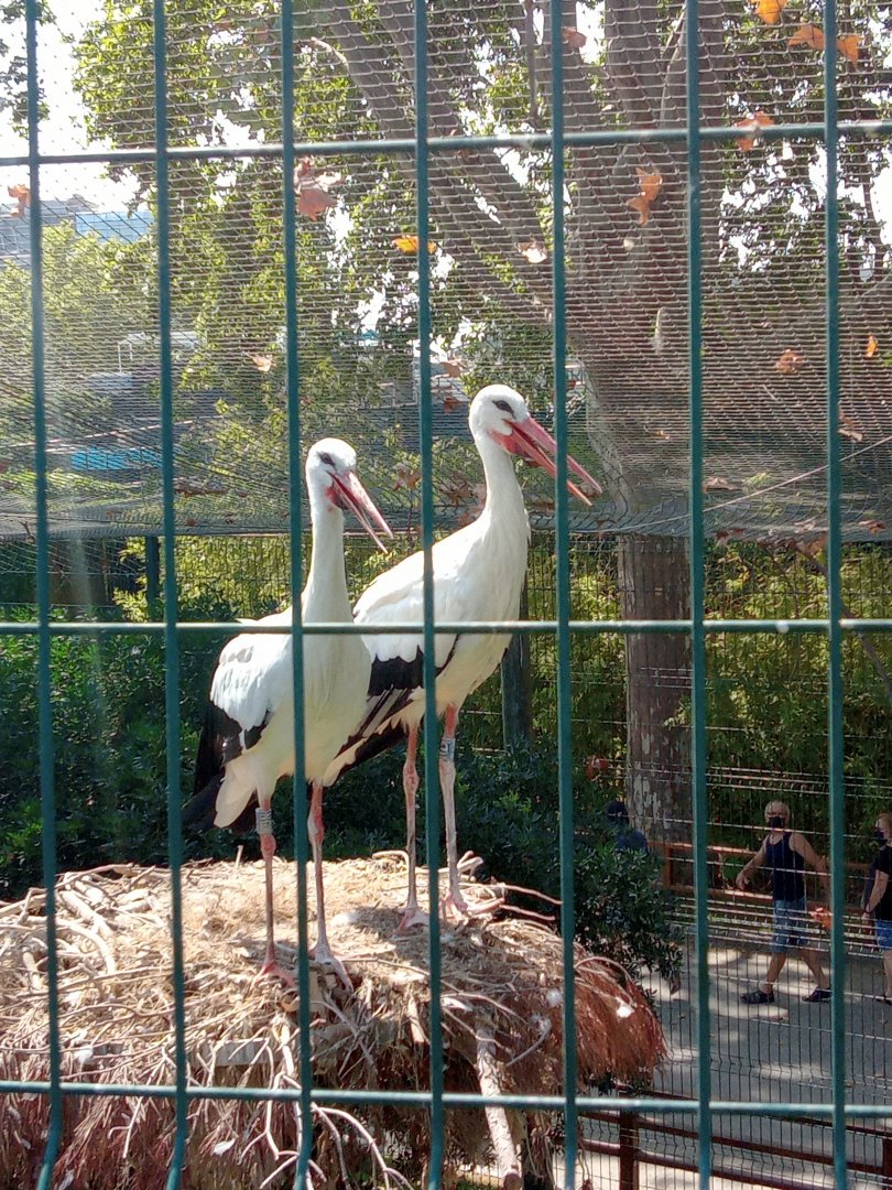 White storks (24-8-21)