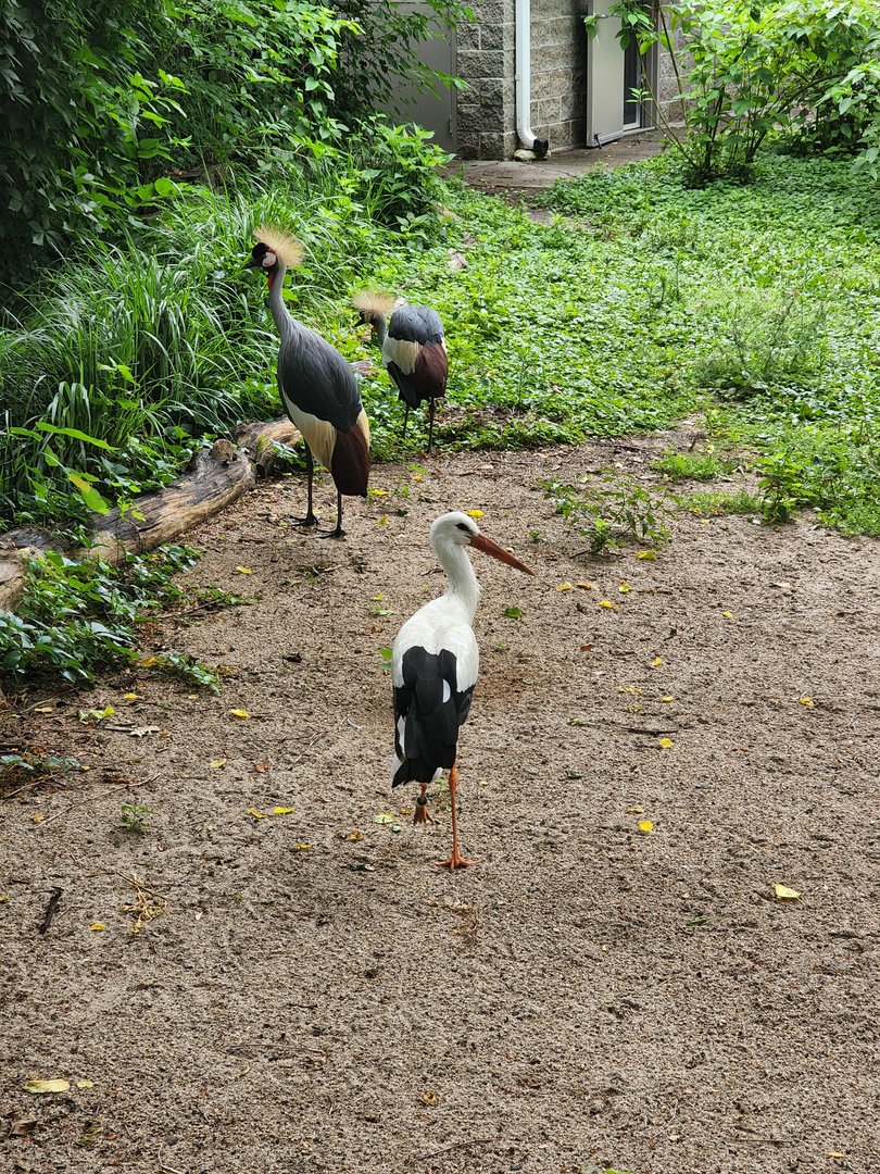 White Storks and African Crowned Crane