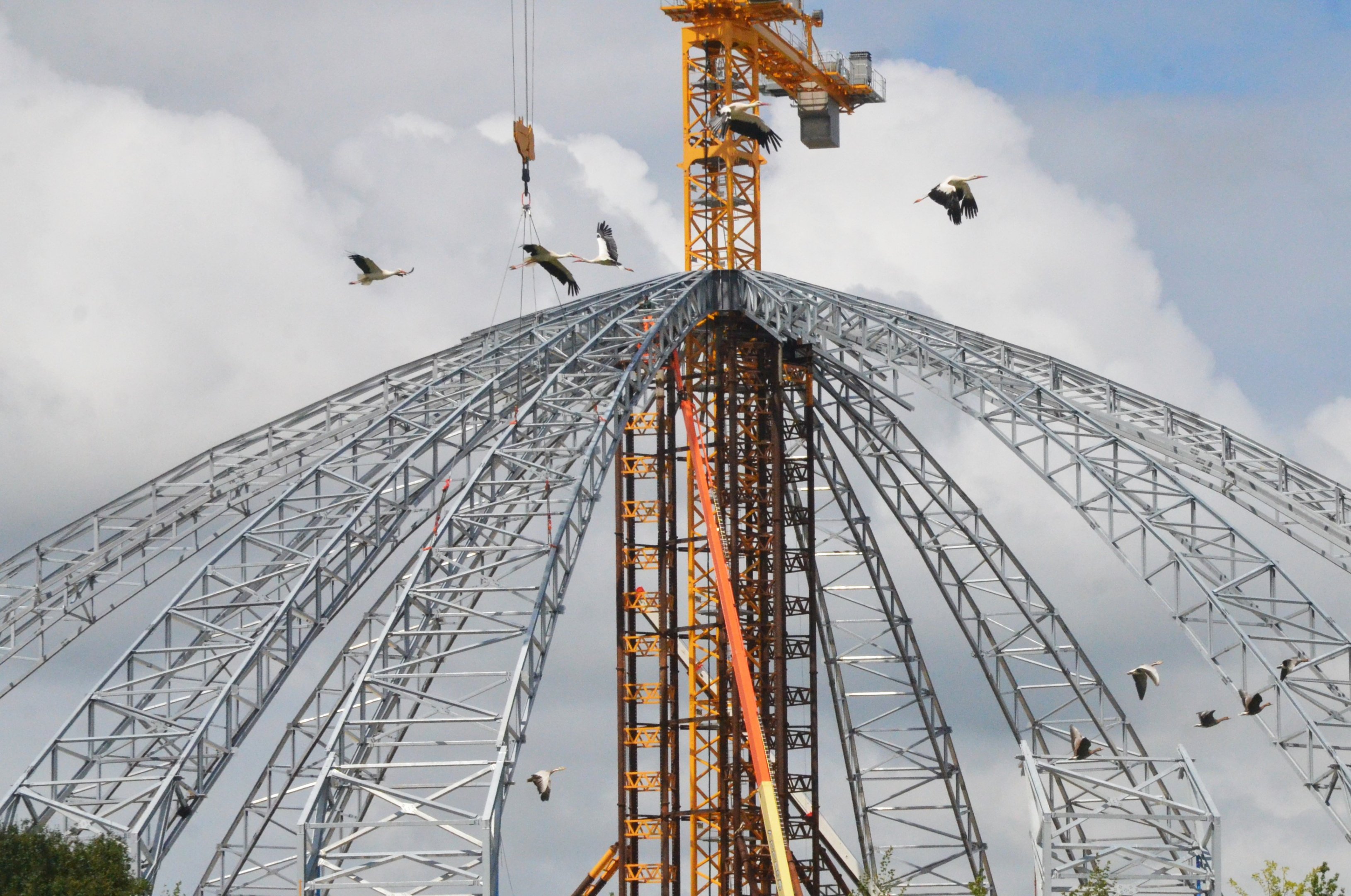 White Storks and Bar-headed Geese - Les Maîtres des Airs at Beauval, 12/06/18