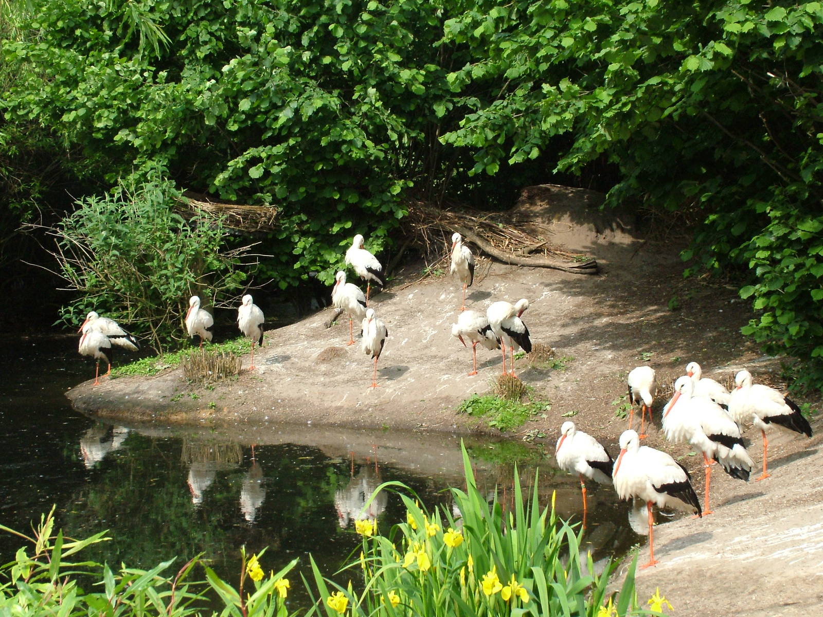White Storks at Overloon 14/05/09
