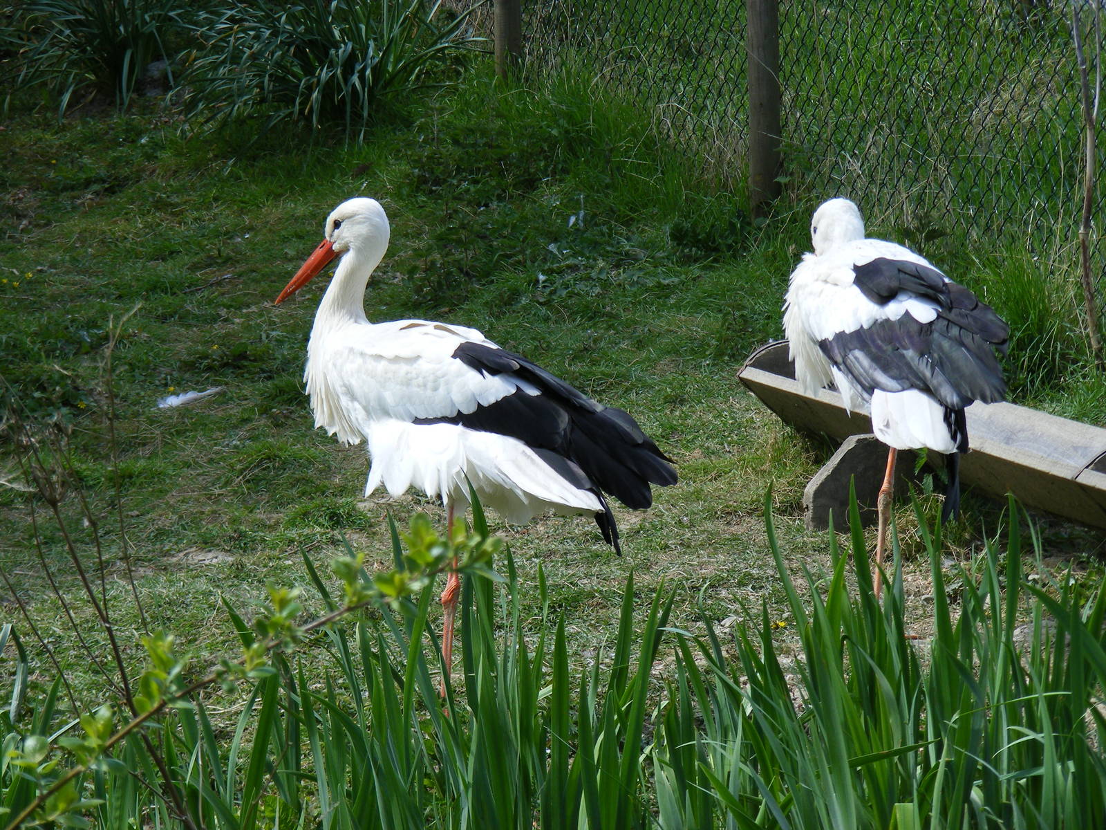 White storks at Trotters World of Animals, 15 May 2010
