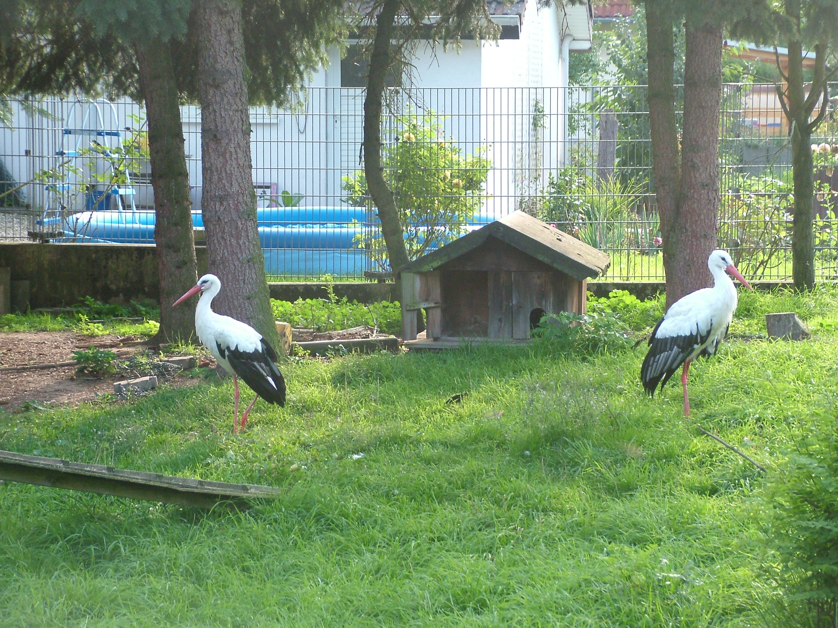 White Storks at Vogelpark Heglachaue, 3rd Sept 2010