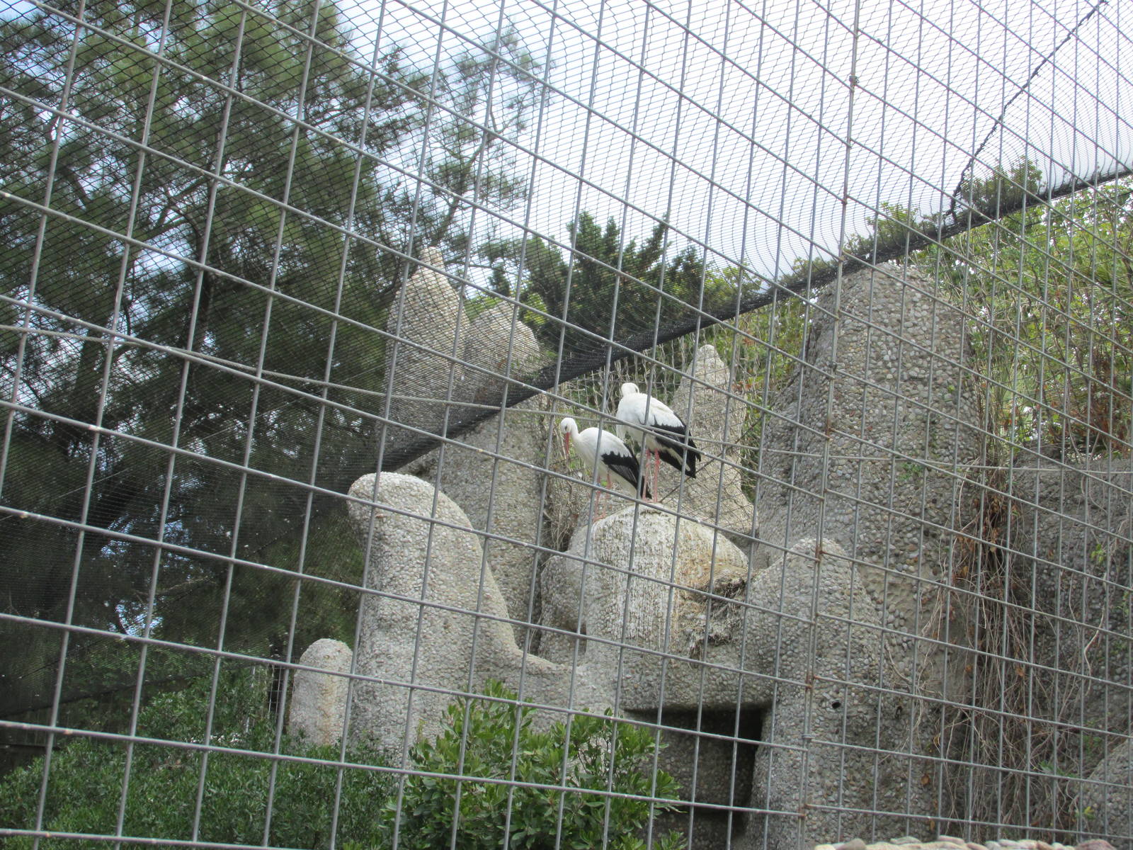 white storks barcelona zoo