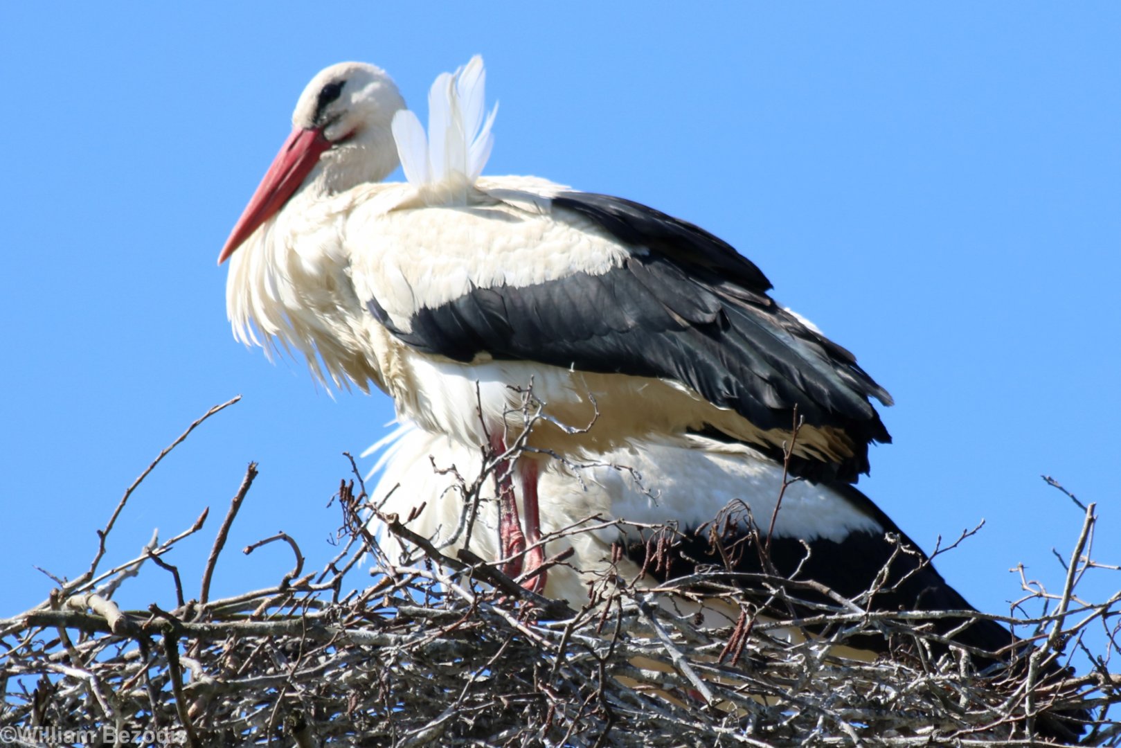 White Storks - Beibrza National Park