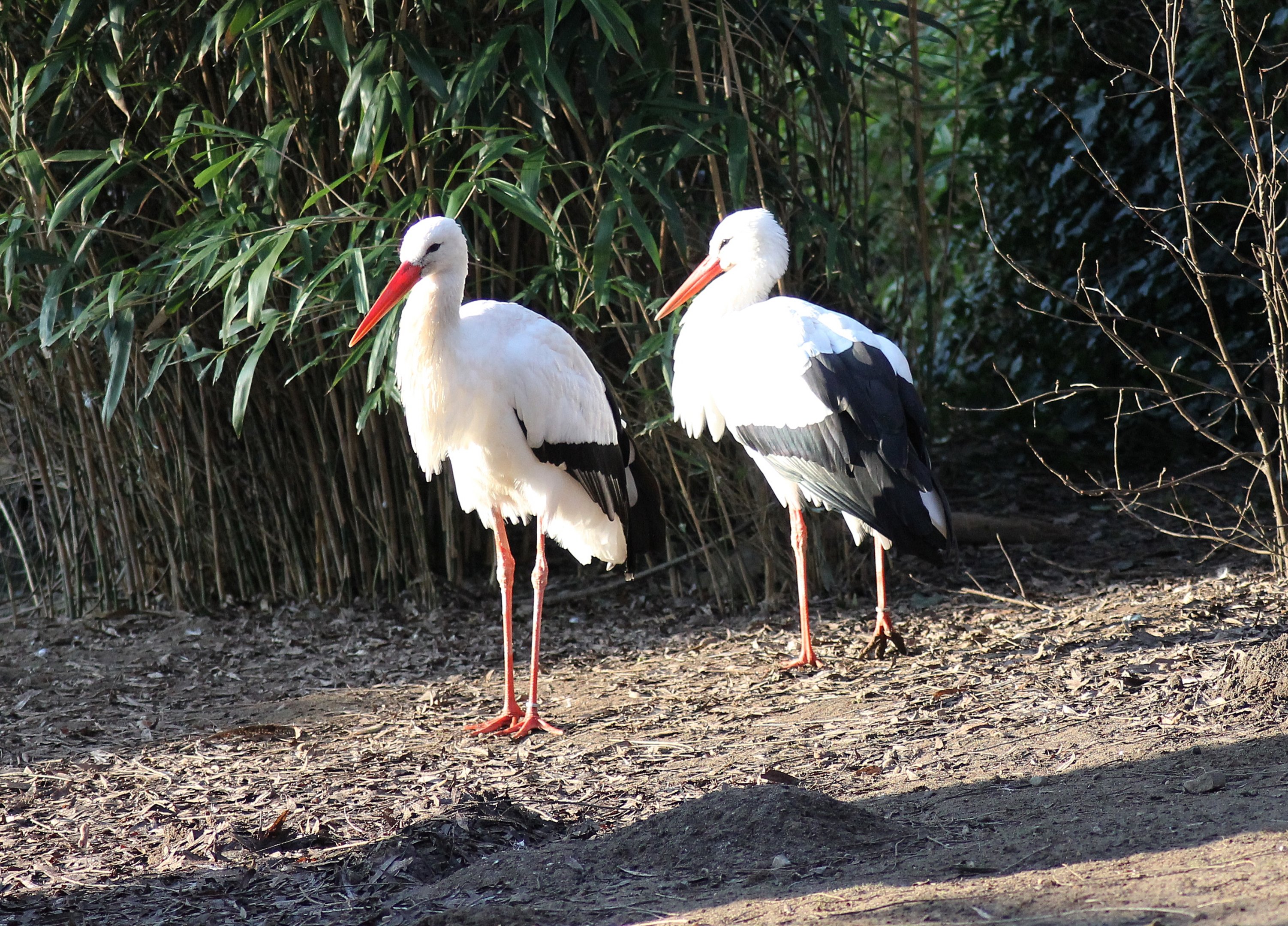 White storks (Ciconia ciconia) - "Afrika Sambesi"