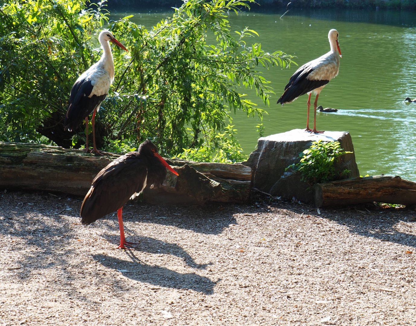 White storks (Ciconia ciconia) and black stork (C. nigra), Sep 2nd, 2018
