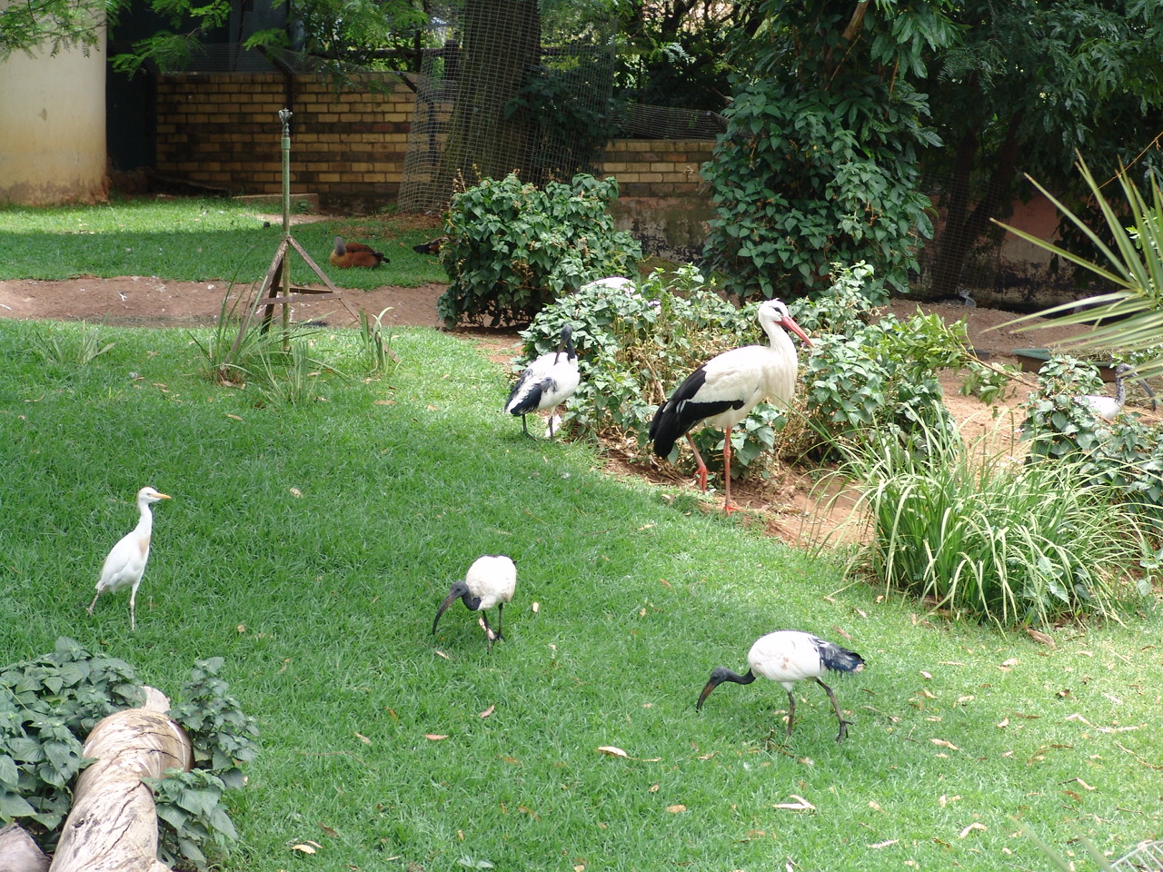 White Stork's (Ciconia ciconia) enclosure