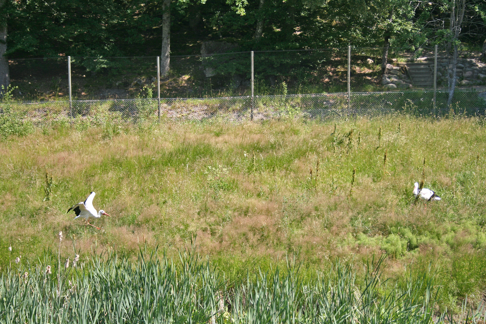 White storks (Ciconia ciconia)