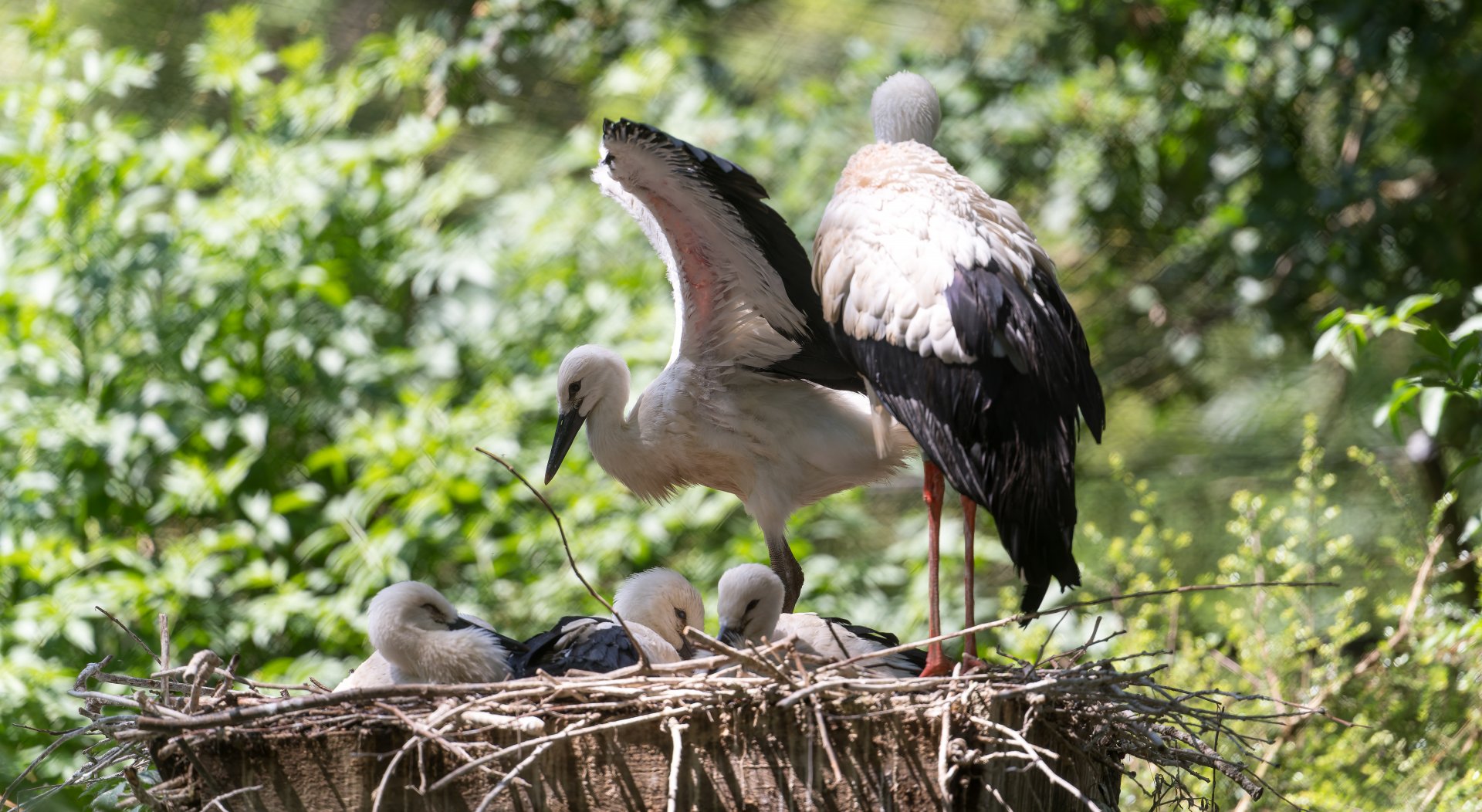 White Storks, CWP, UK