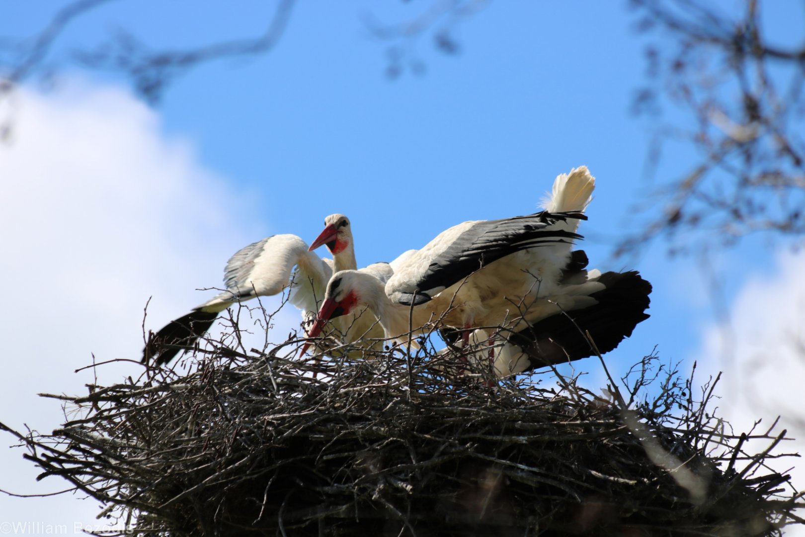 White Storks Displaying - Beibrza National Park