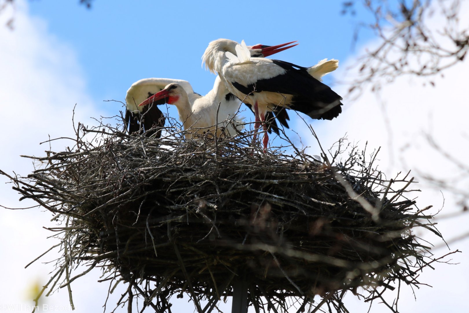 White Storks Displaying - Beibrza National Park