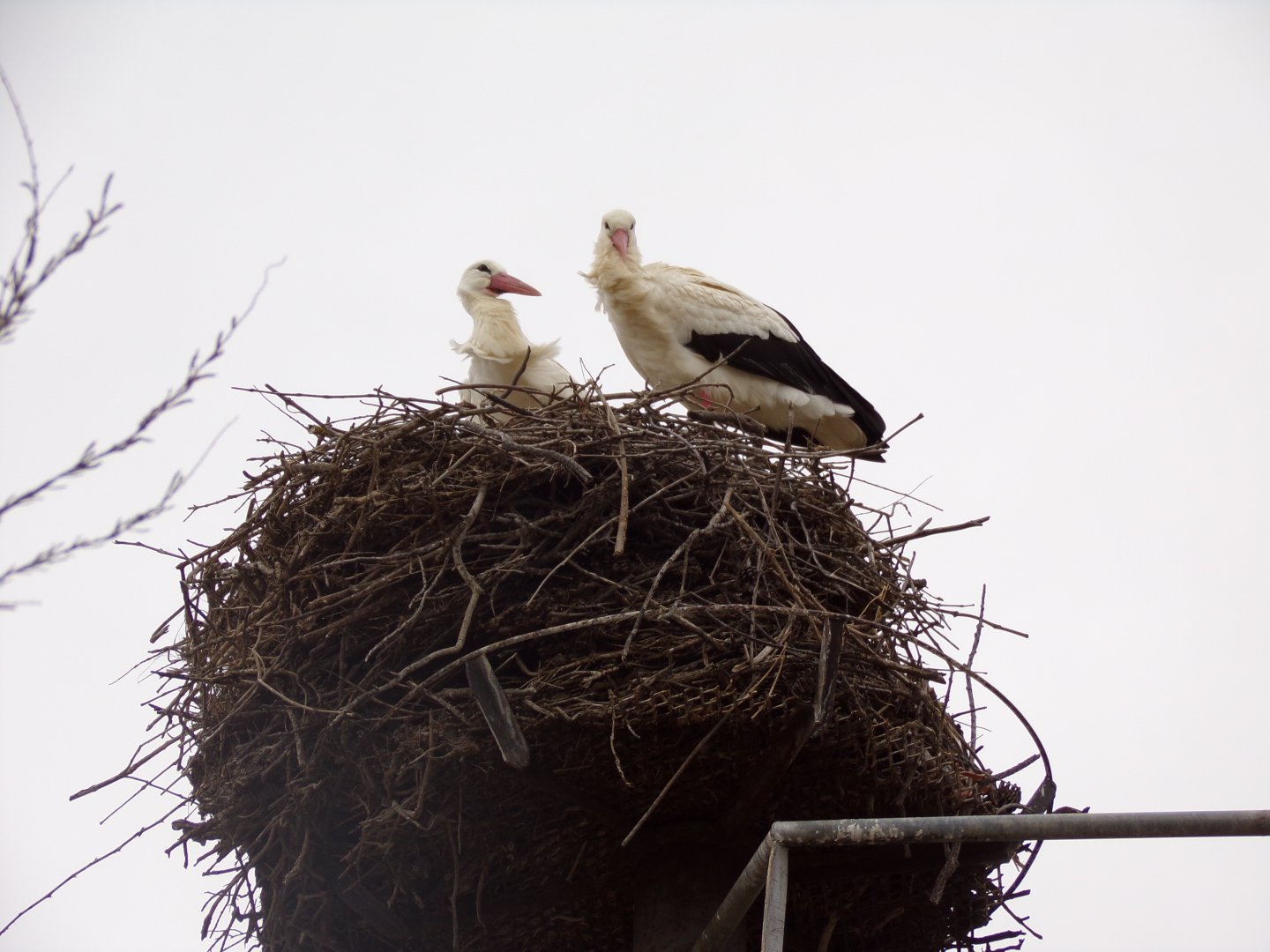 White storks in nest - Réserve Africaine de Sigean (2024)