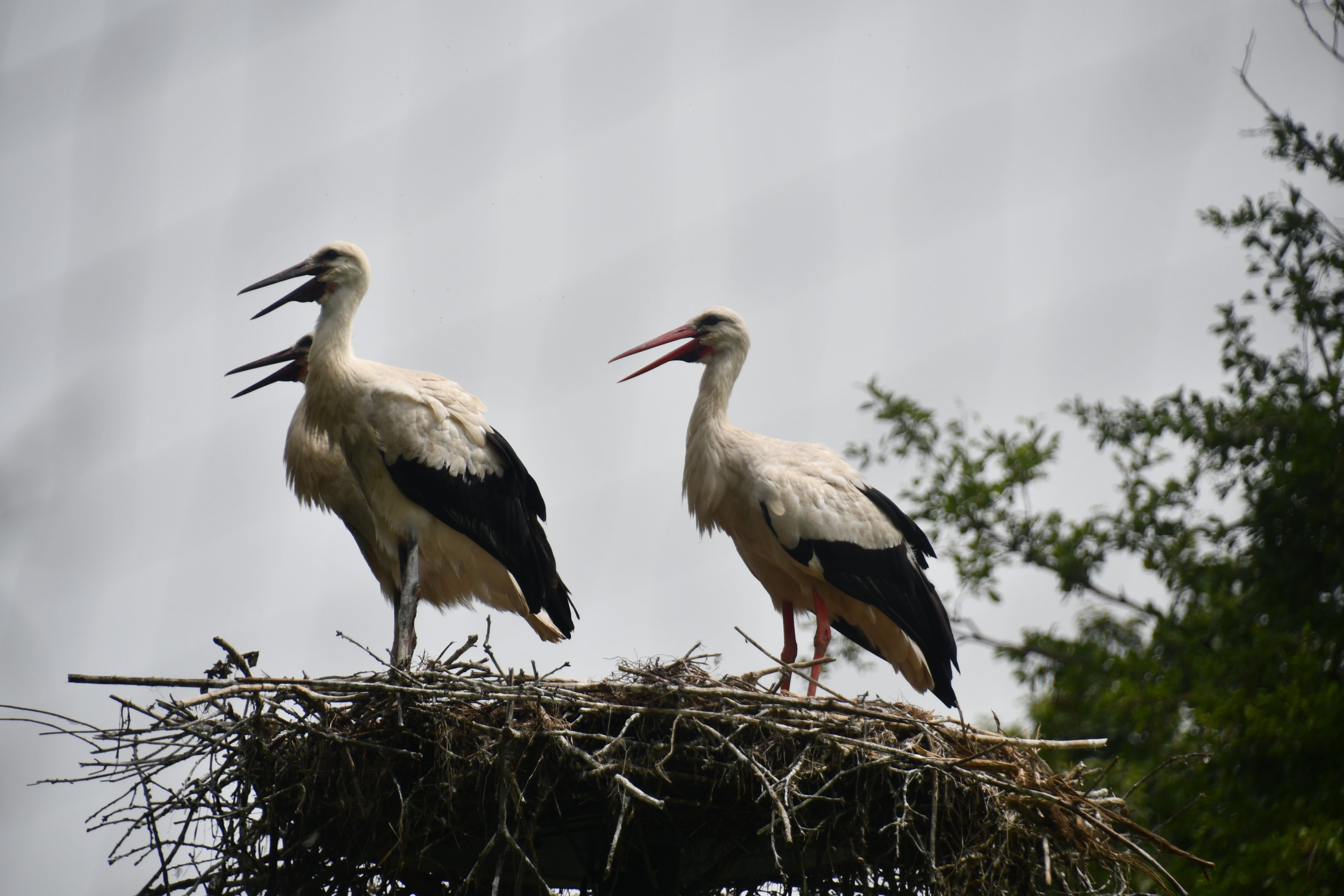 White Storks in the nest (free-ranging)