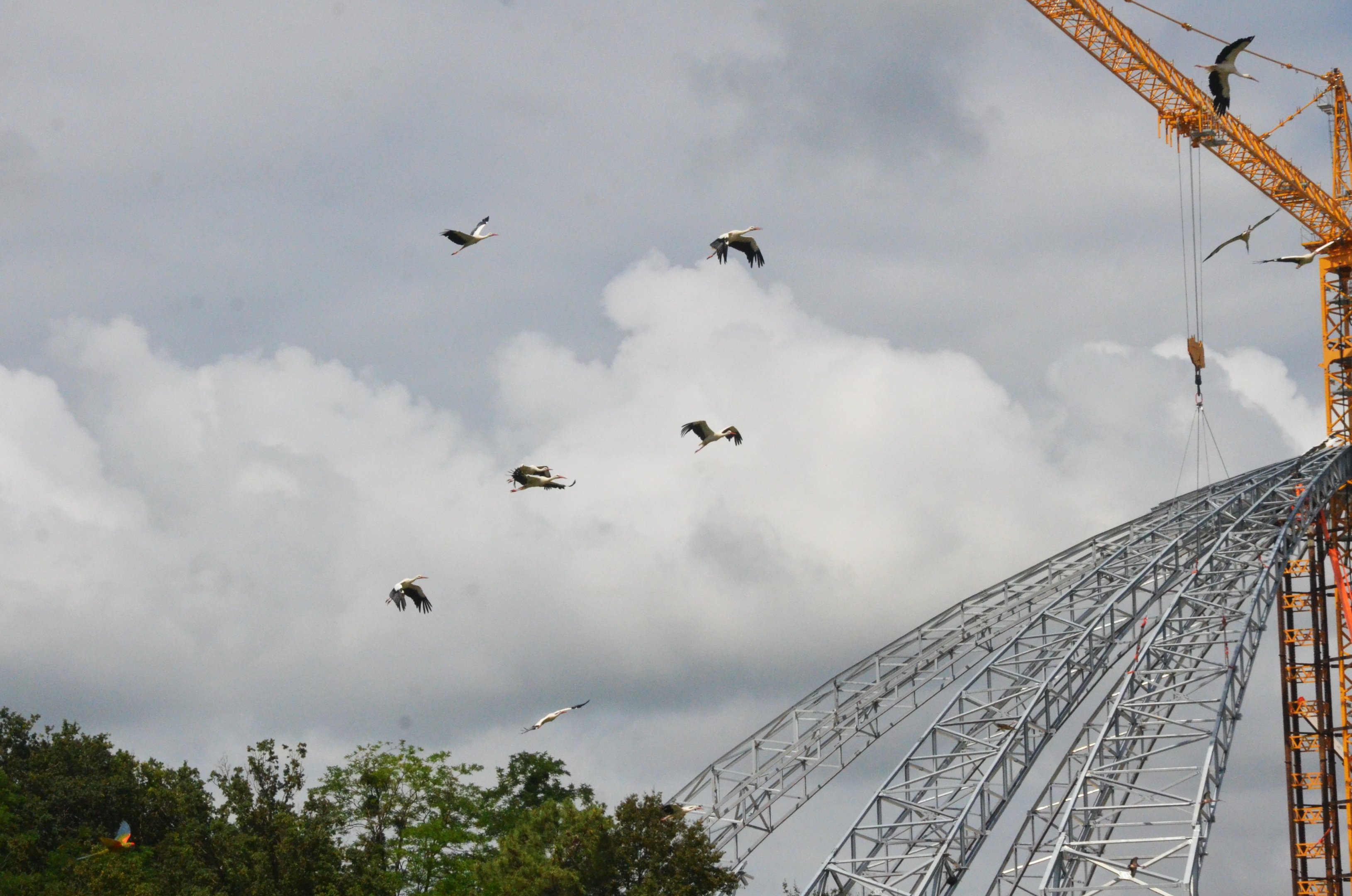 White Storks - Les Maîtres des Airs at Beauval, 12/06/18