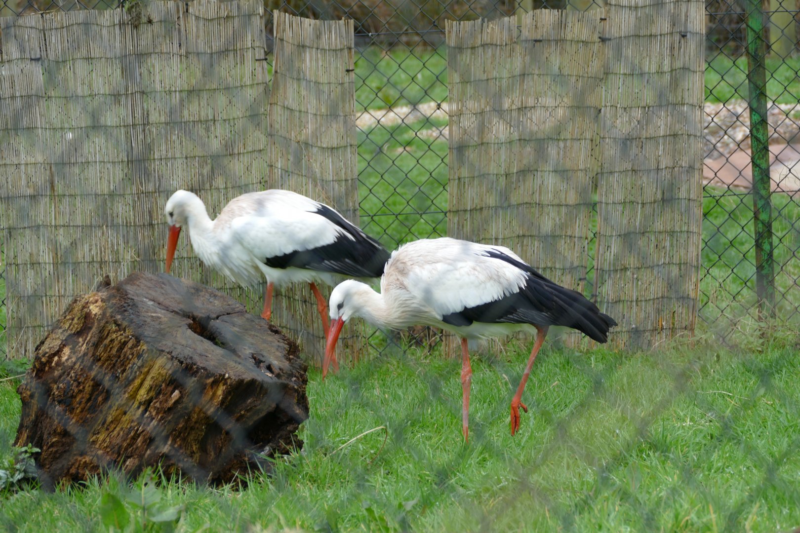 White storks, March 2018