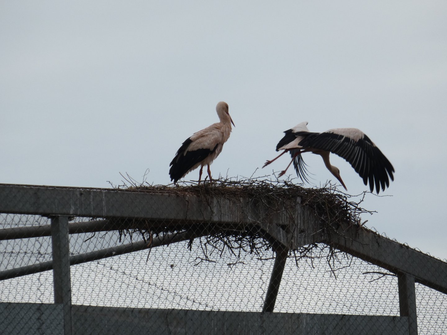 White storks nesting on top of vulture aviary