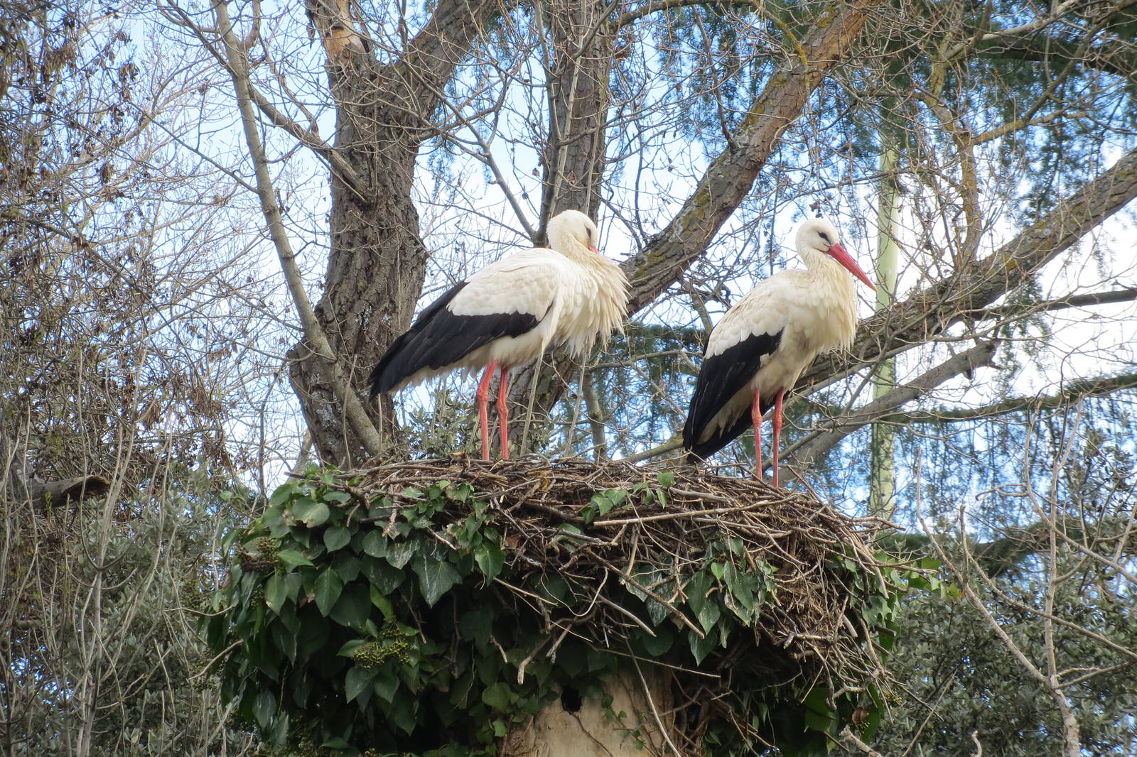 White Storks (wild) 150216