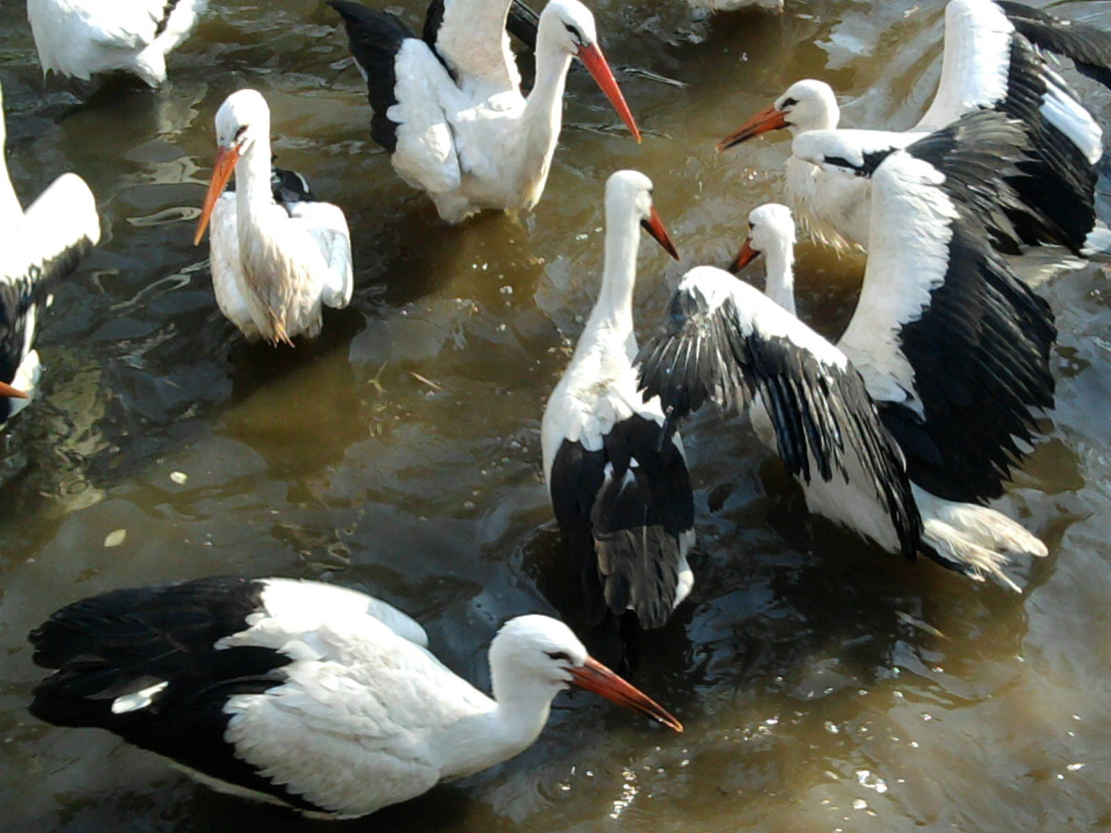 White storks