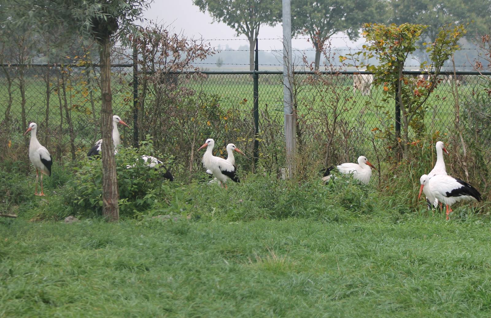 White storks