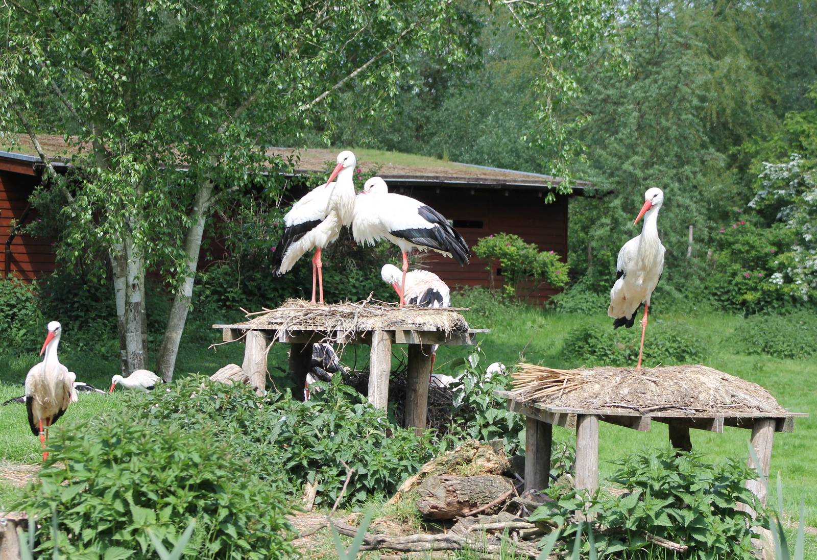 White storks
