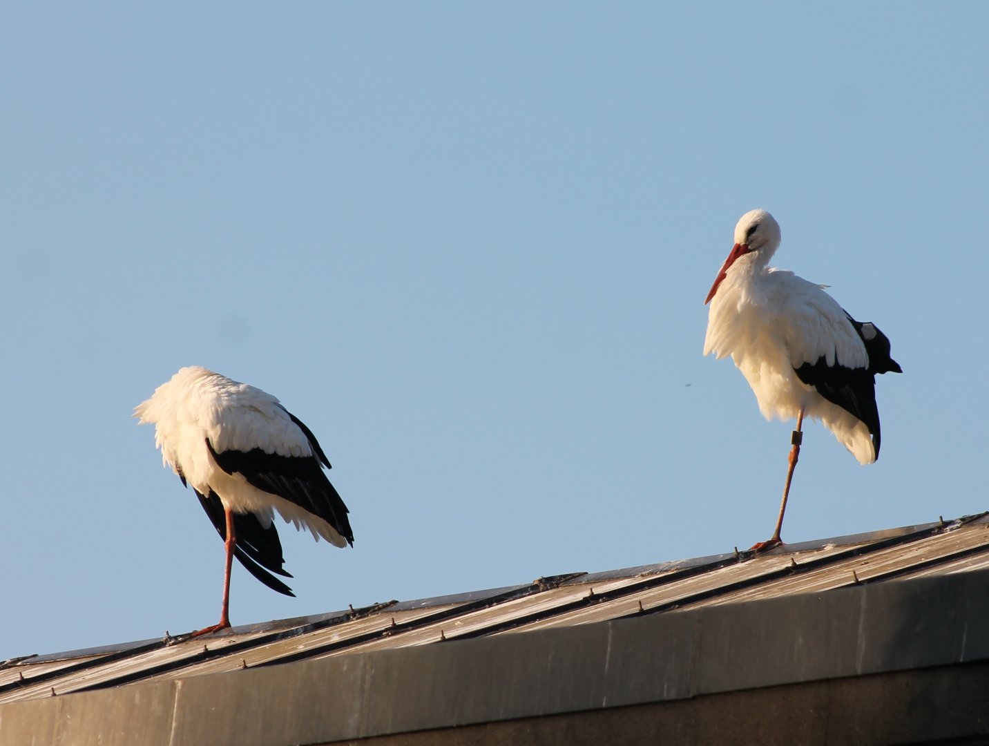 White storks