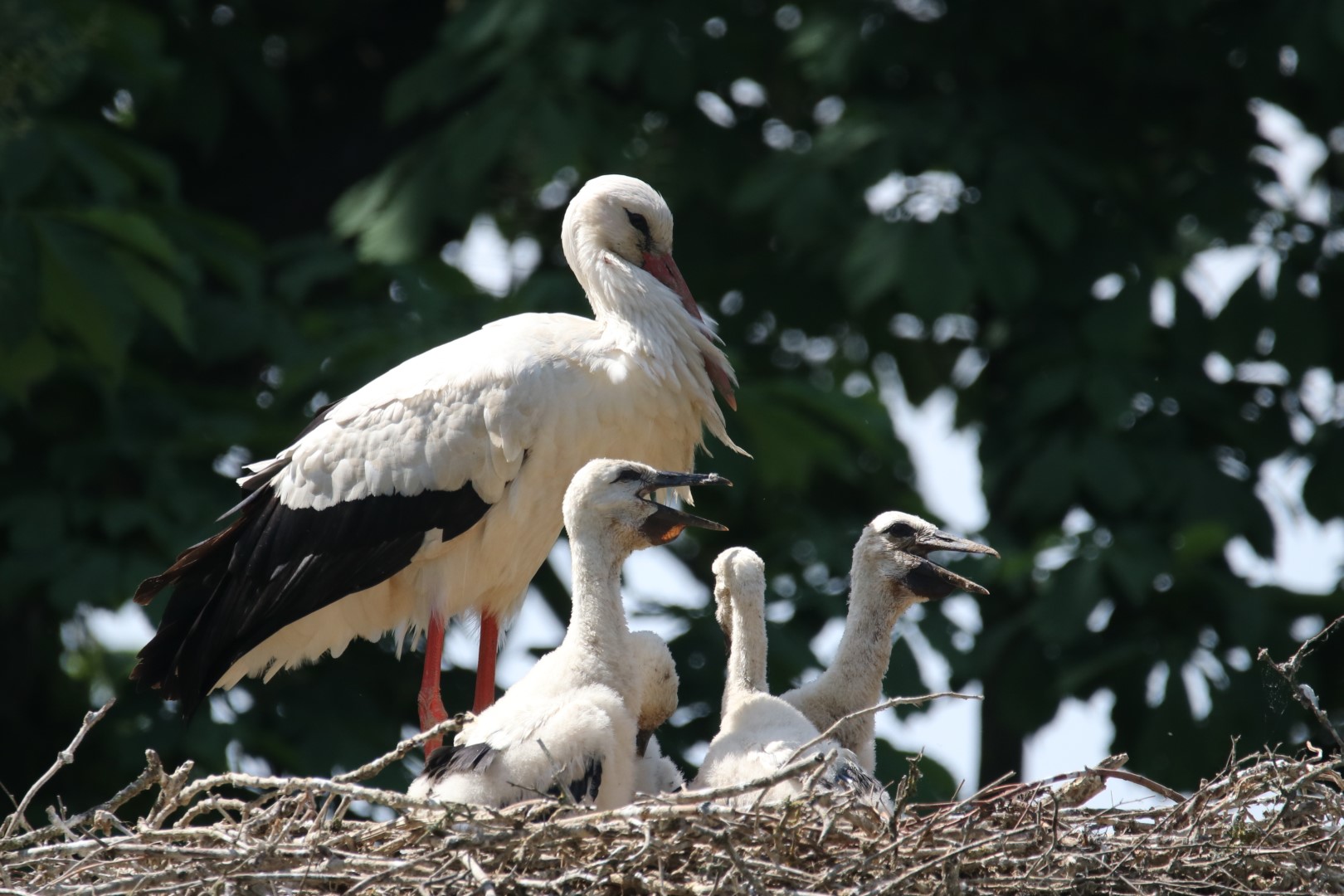 White storks