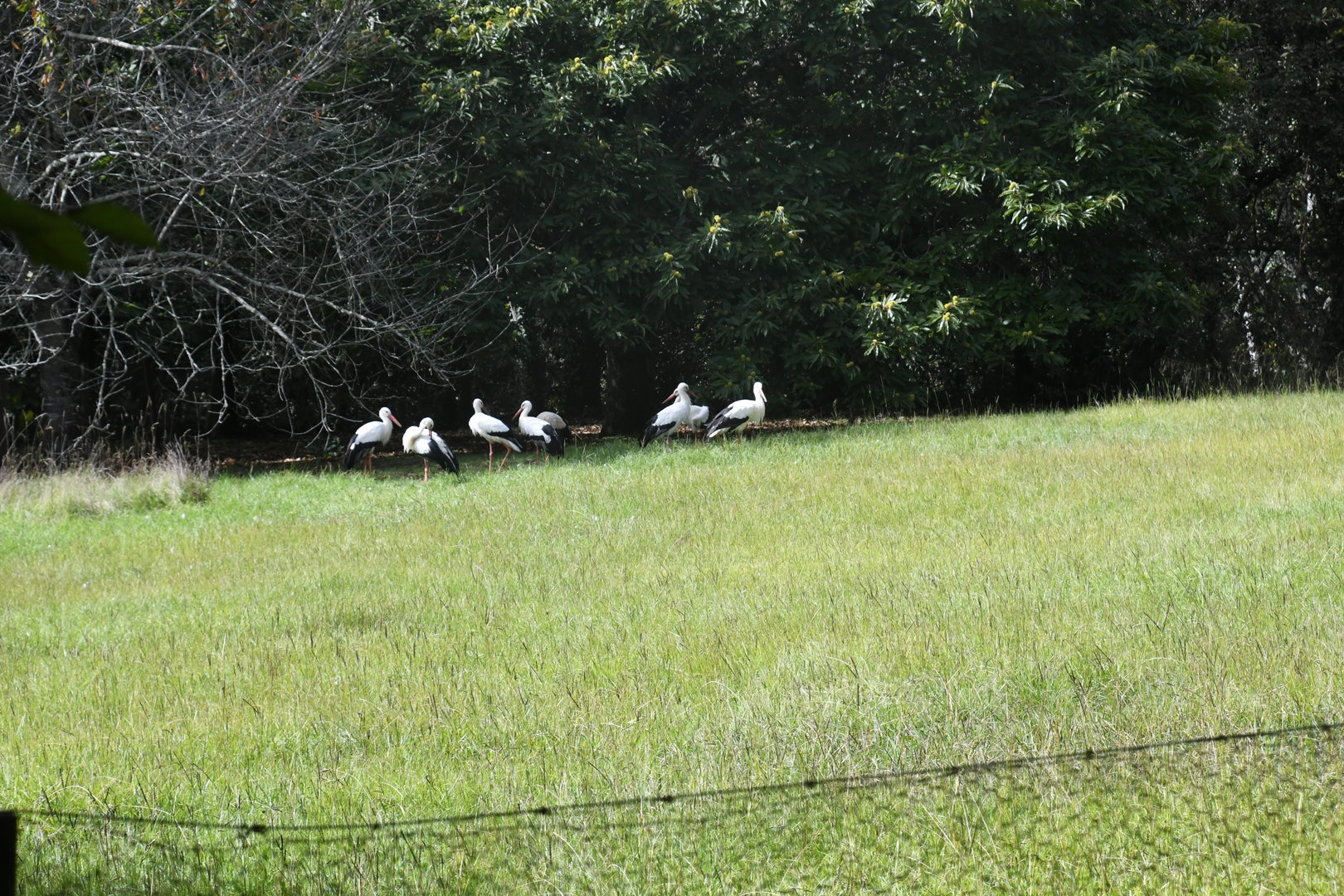 White Storks