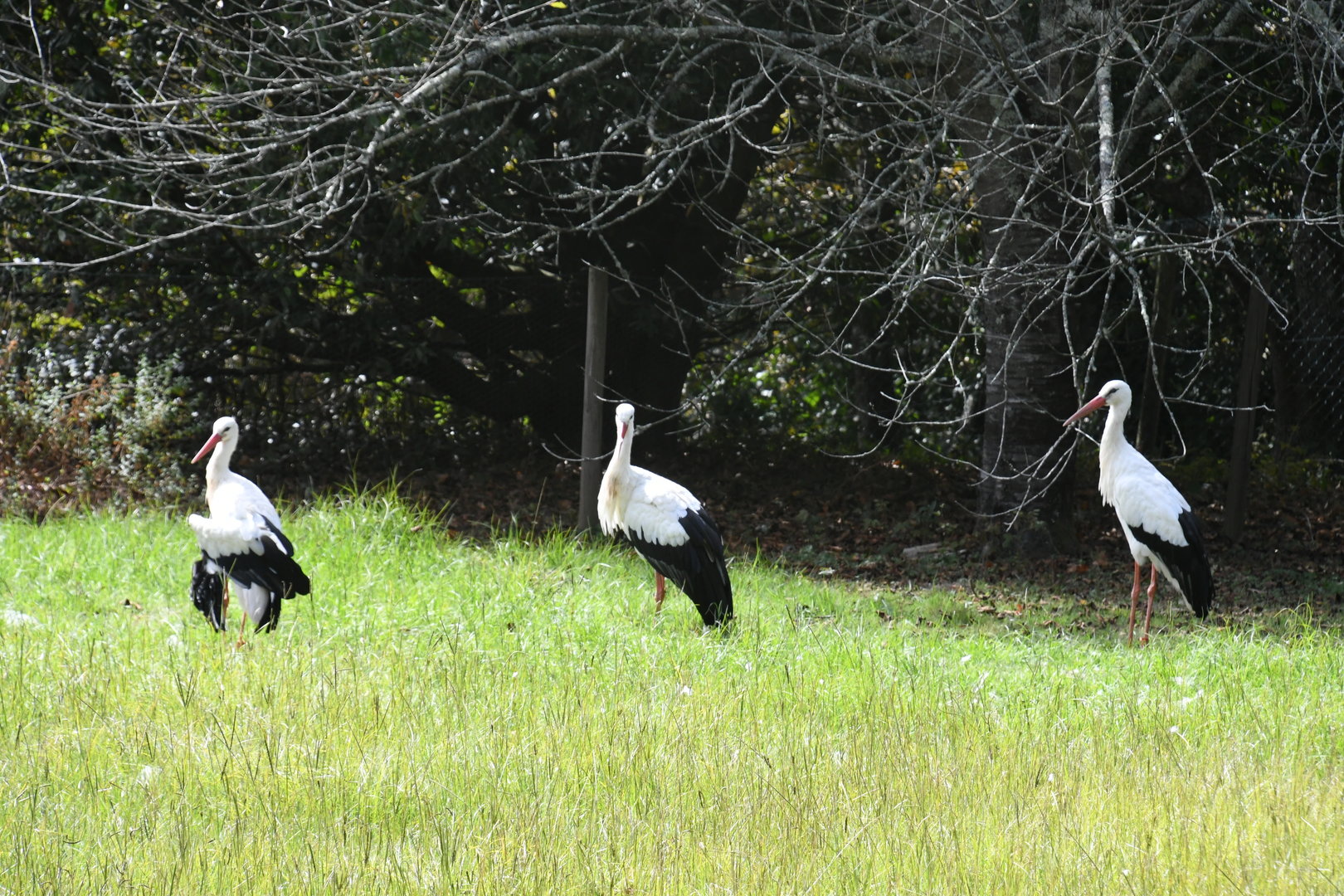 White Storks